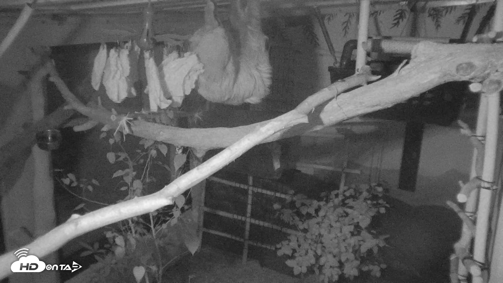 Snapshot of Reid Park Zoo Sloth Live Webcam taken Sep 1, 2026, 9:12pm MST