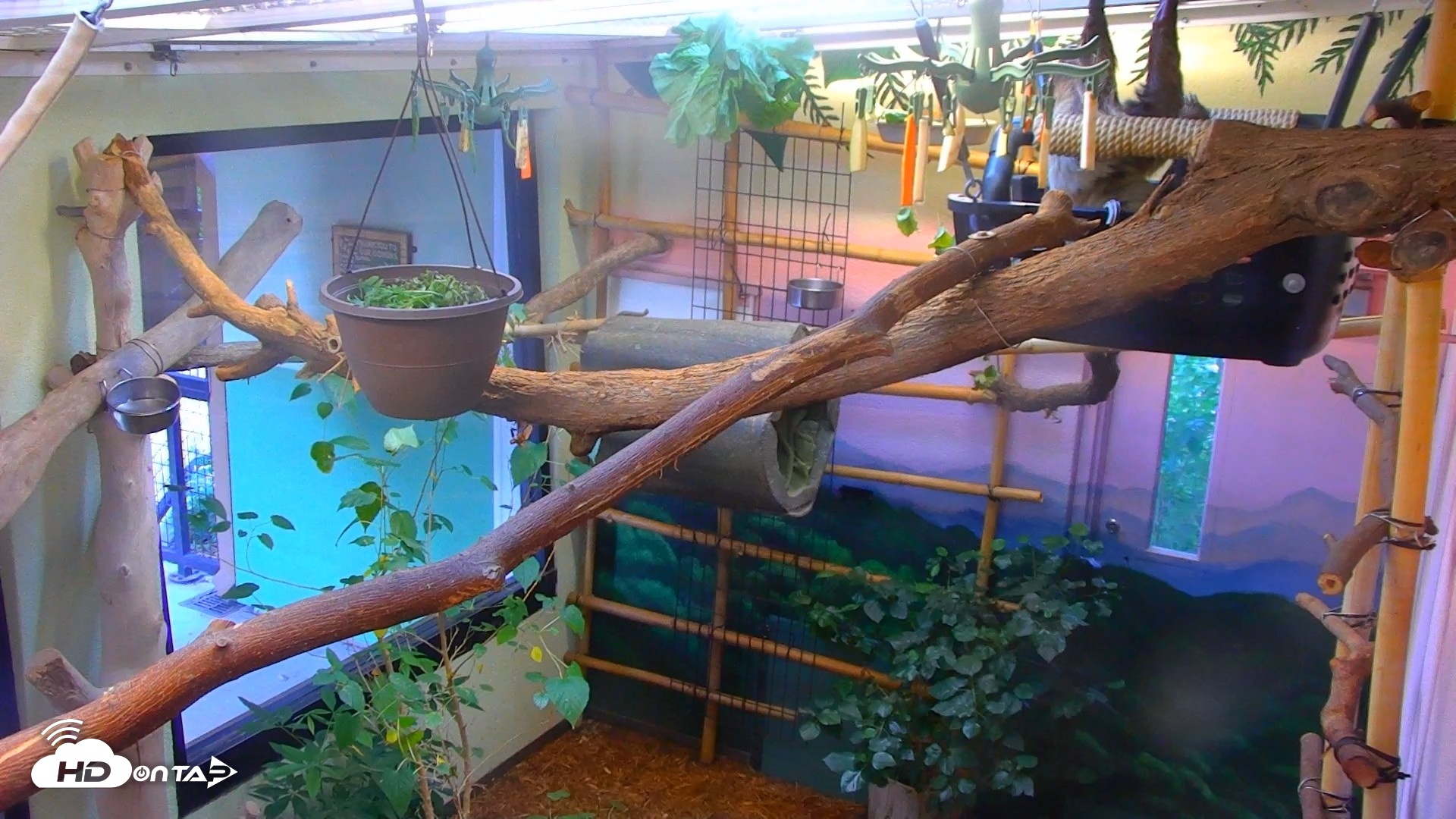 Snapshot of Reid Park Zoo Sloth Live Webcam taken Sep 4, 2026, 4:41pm MST