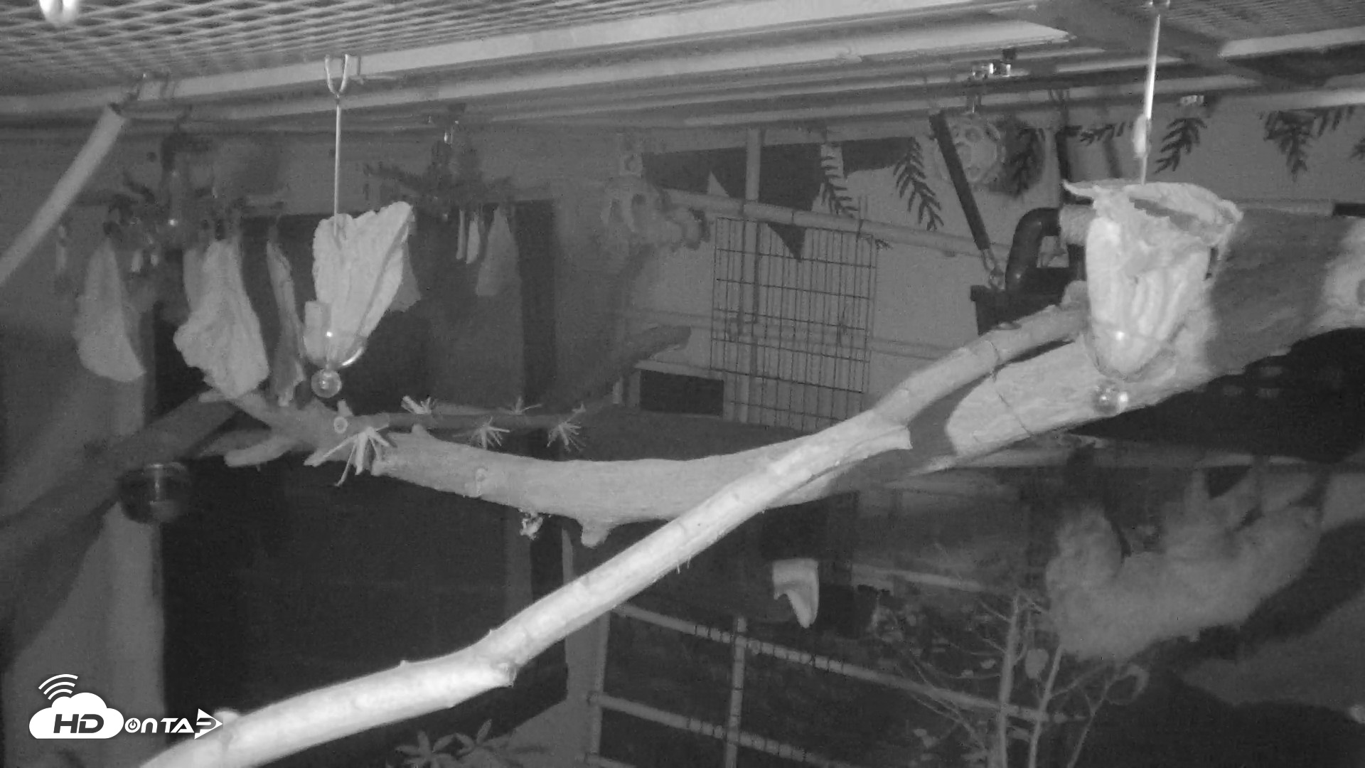 Snapshot of Reid Park Zoo Sloth Live Webcam taken Oct 12, 2026, 10:39pm MST
