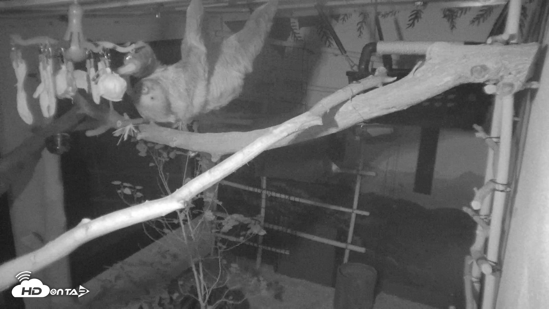 Snapshot of Reid Park Zoo Sloth Live Webcam taken May 18, 2026, 8:06pm MST