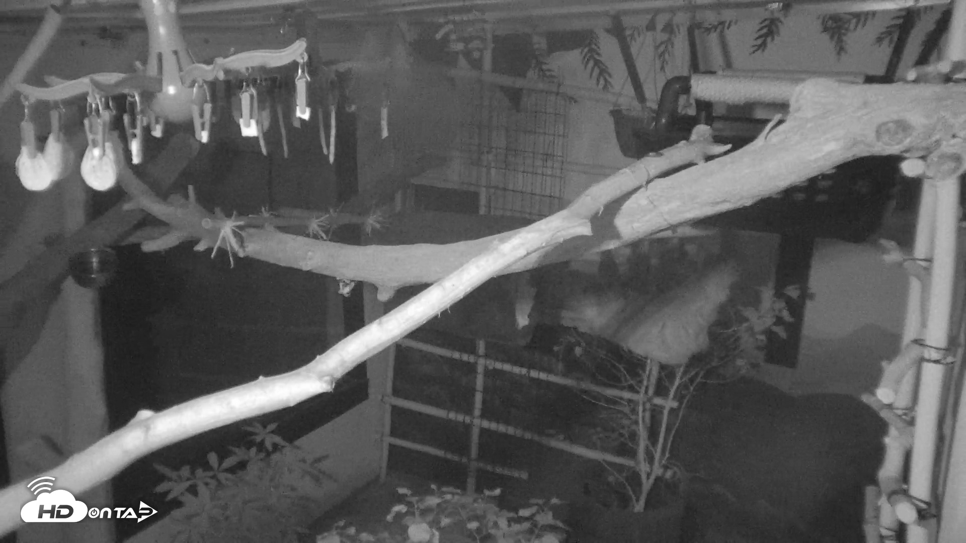 Snapshot of Reid Park Zoo Sloth Live Webcam taken Sep 15, 2026, 9:04pm MST