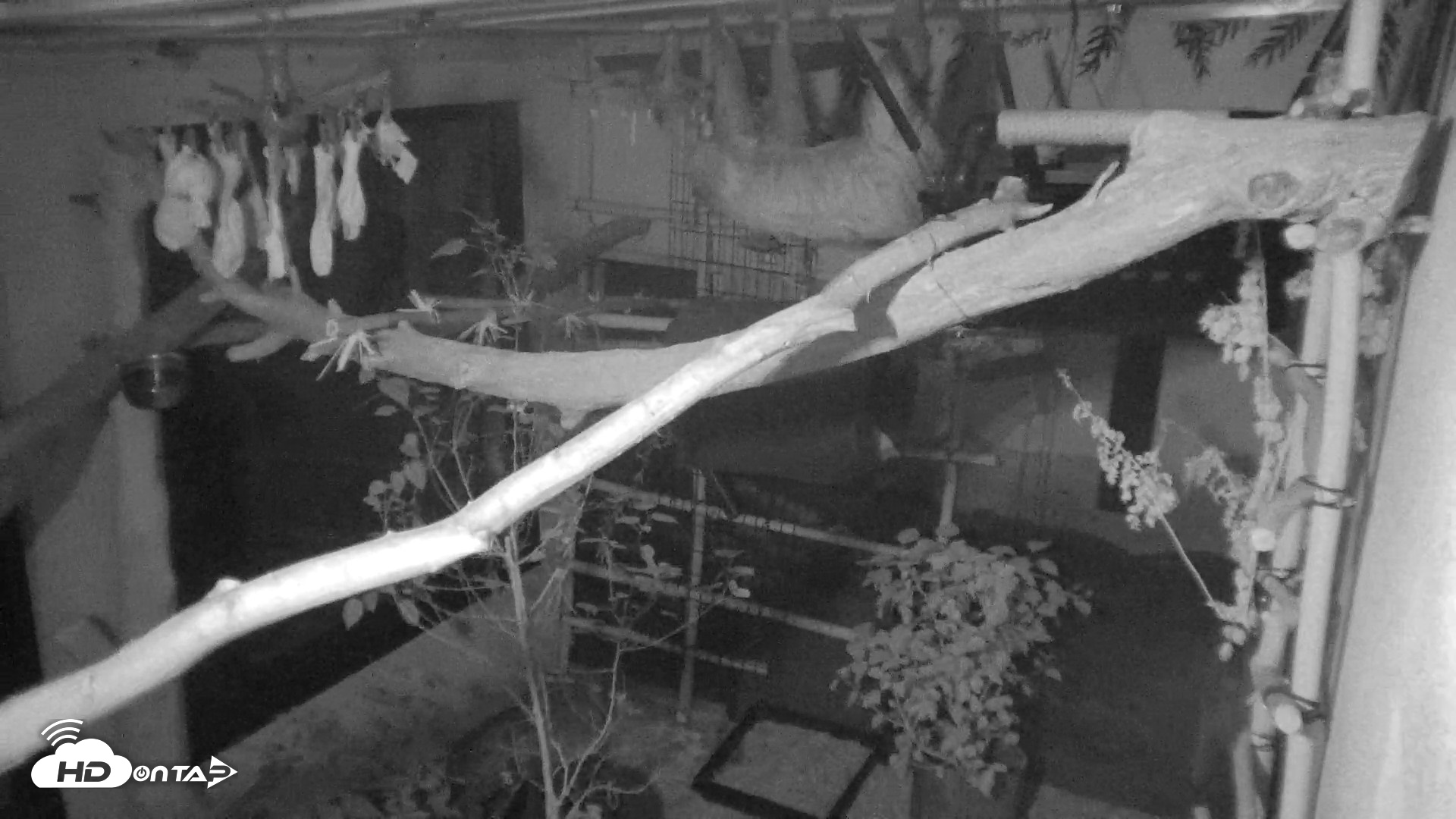 Snapshot of Reid Park Zoo Sloth Live Webcam taken May 10, 2026, 10:23pm MST