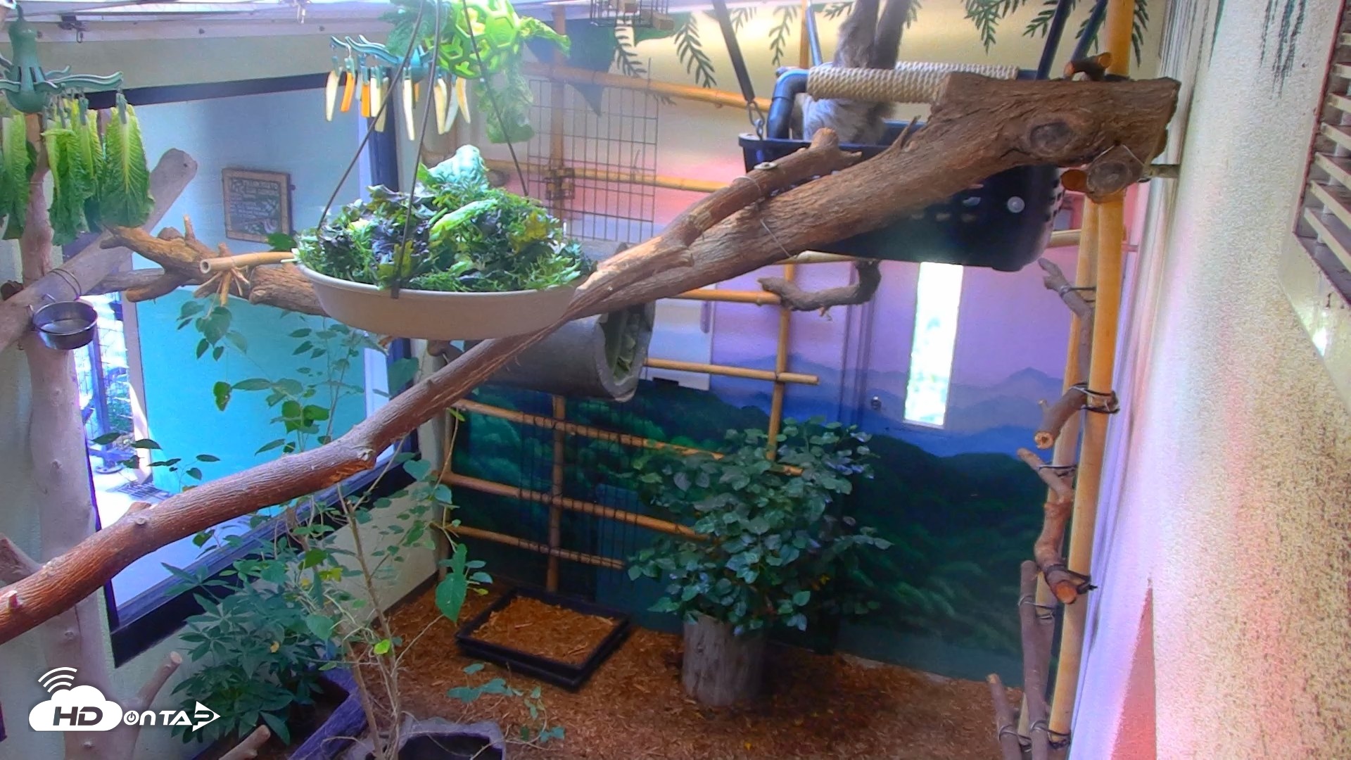 Snapshot of Reid Park Zoo Sloth Live Webcam taken Aug 17, 2026, 2:52pm MST