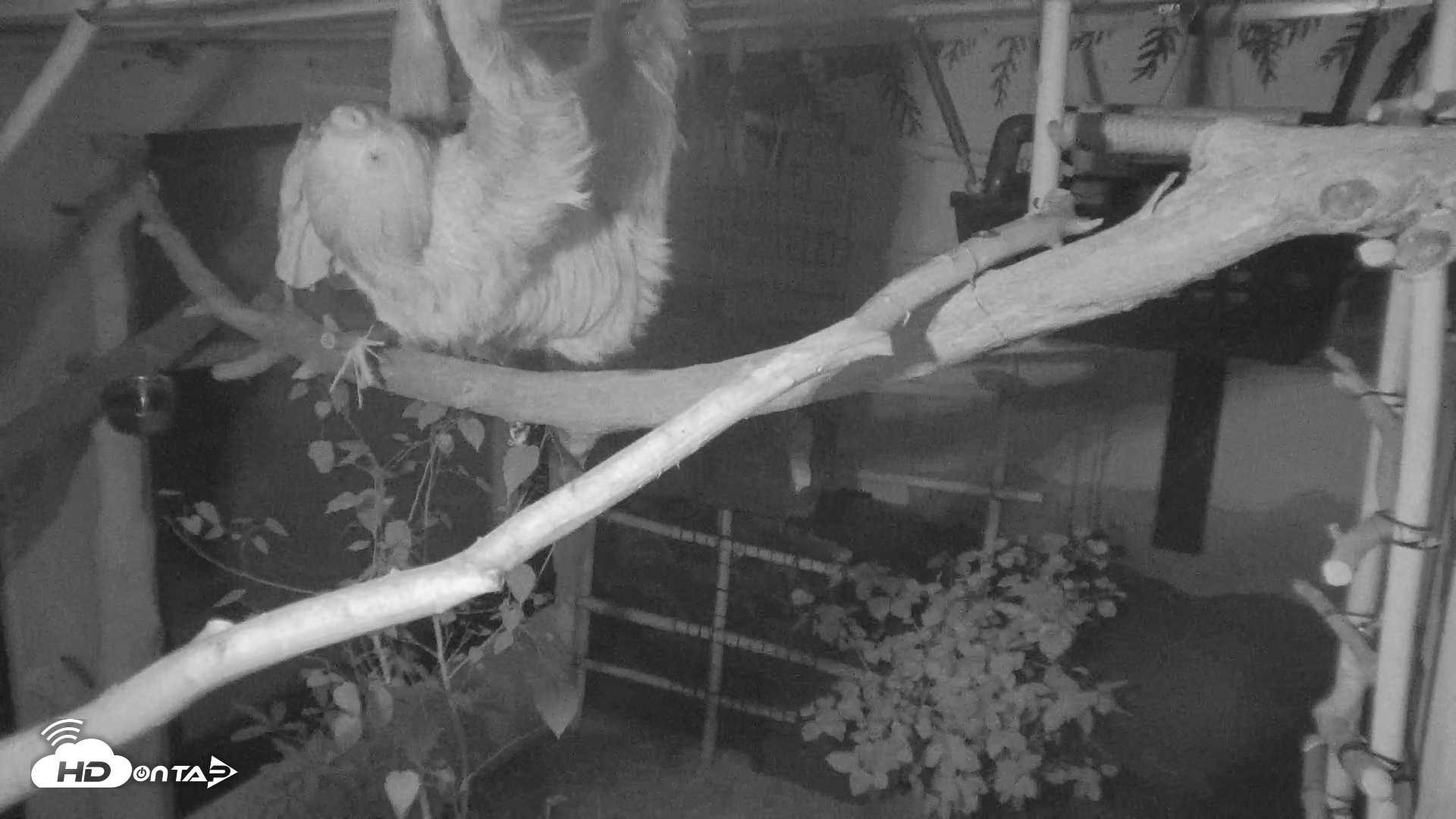 Snapshot of Reid Park Zoo Sloth Live Webcam taken Sep 1, 2026, 9:13pm MST