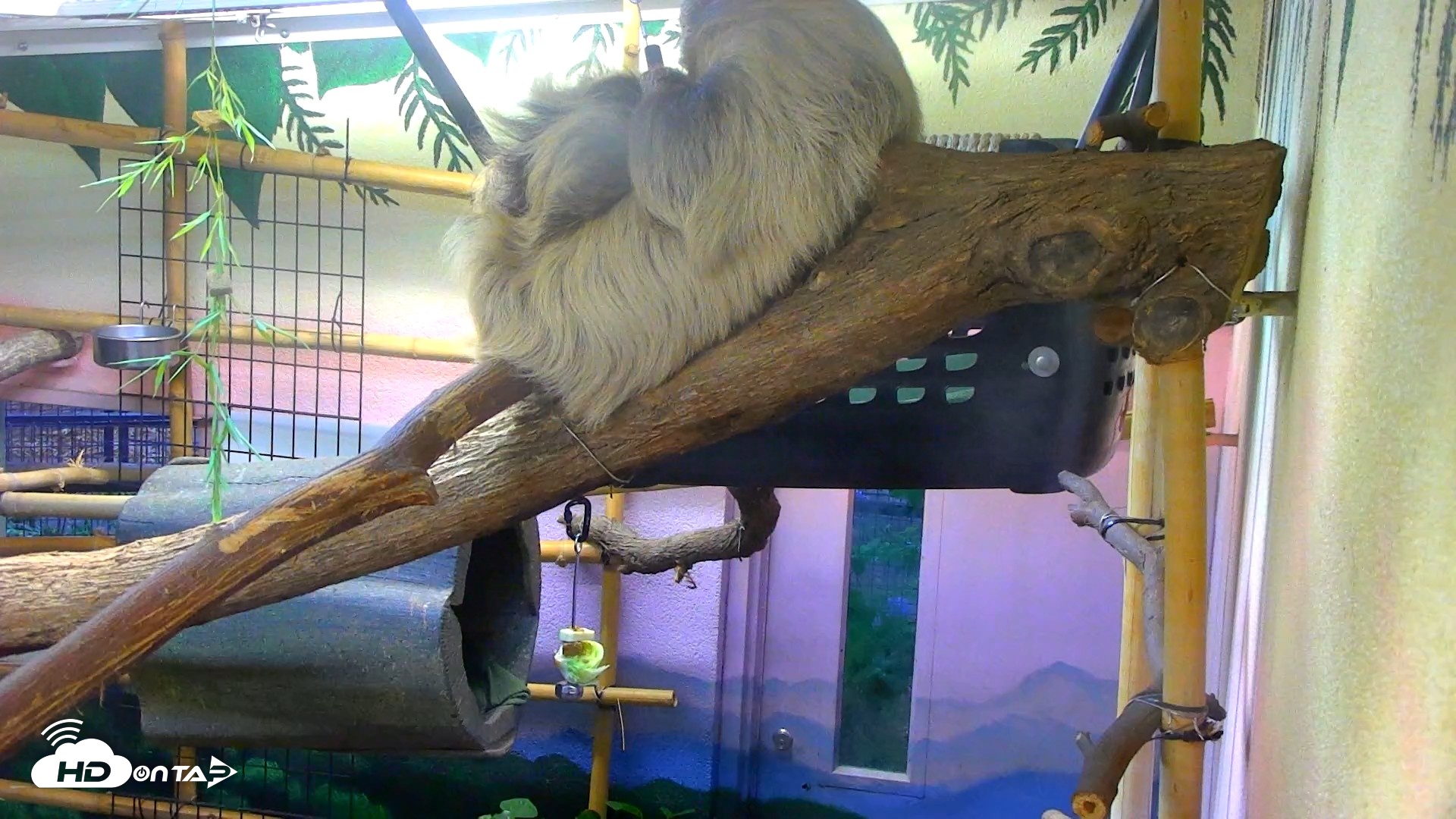 Snapshot of Reid Park Zoo Sloth Live Webcam taken May 24, 2026, 6:03pm MST