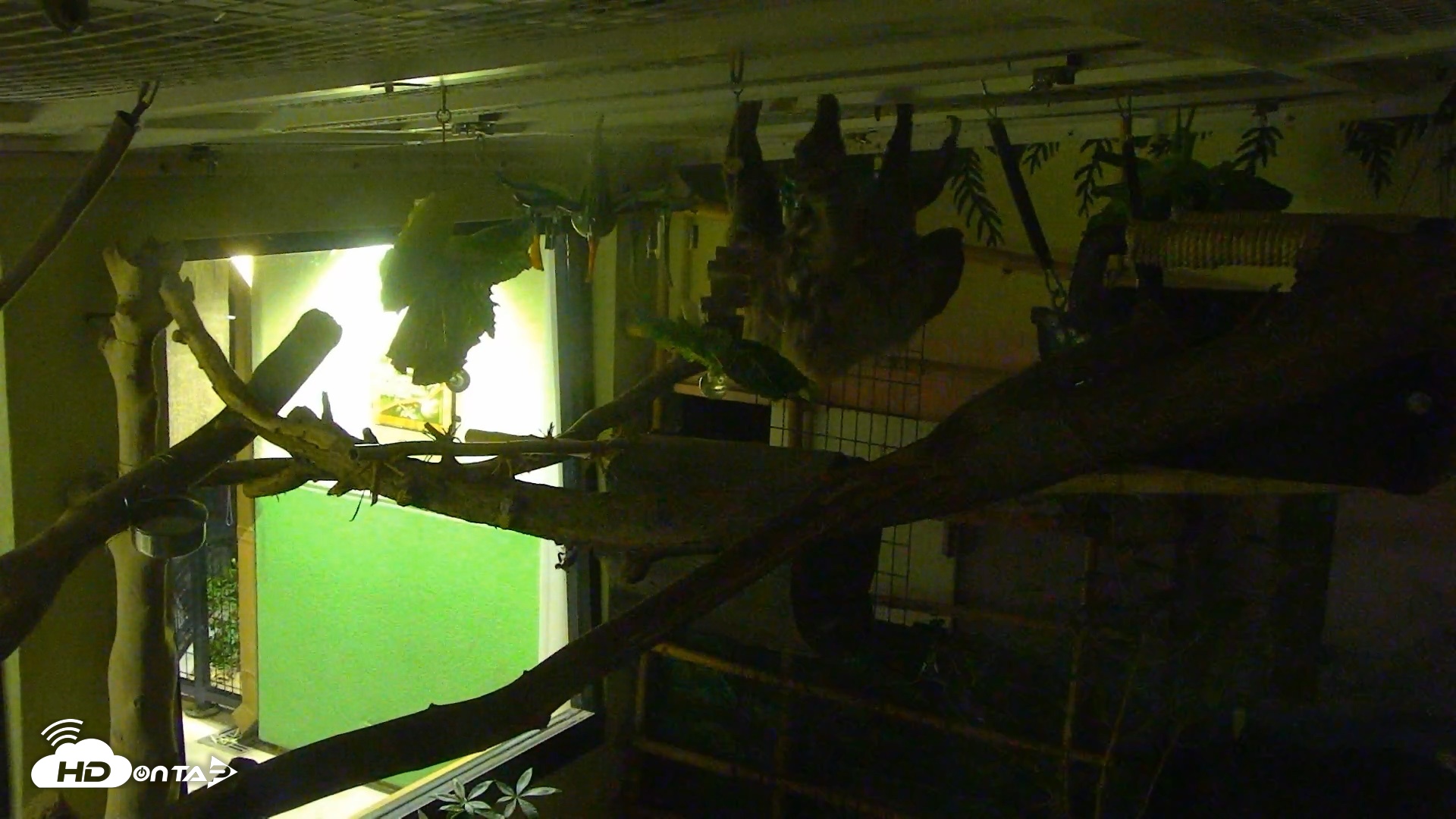 Snapshot of Reid Park Zoo Sloth Live Webcam taken Oct 11, 2026, 8:26pm MST
