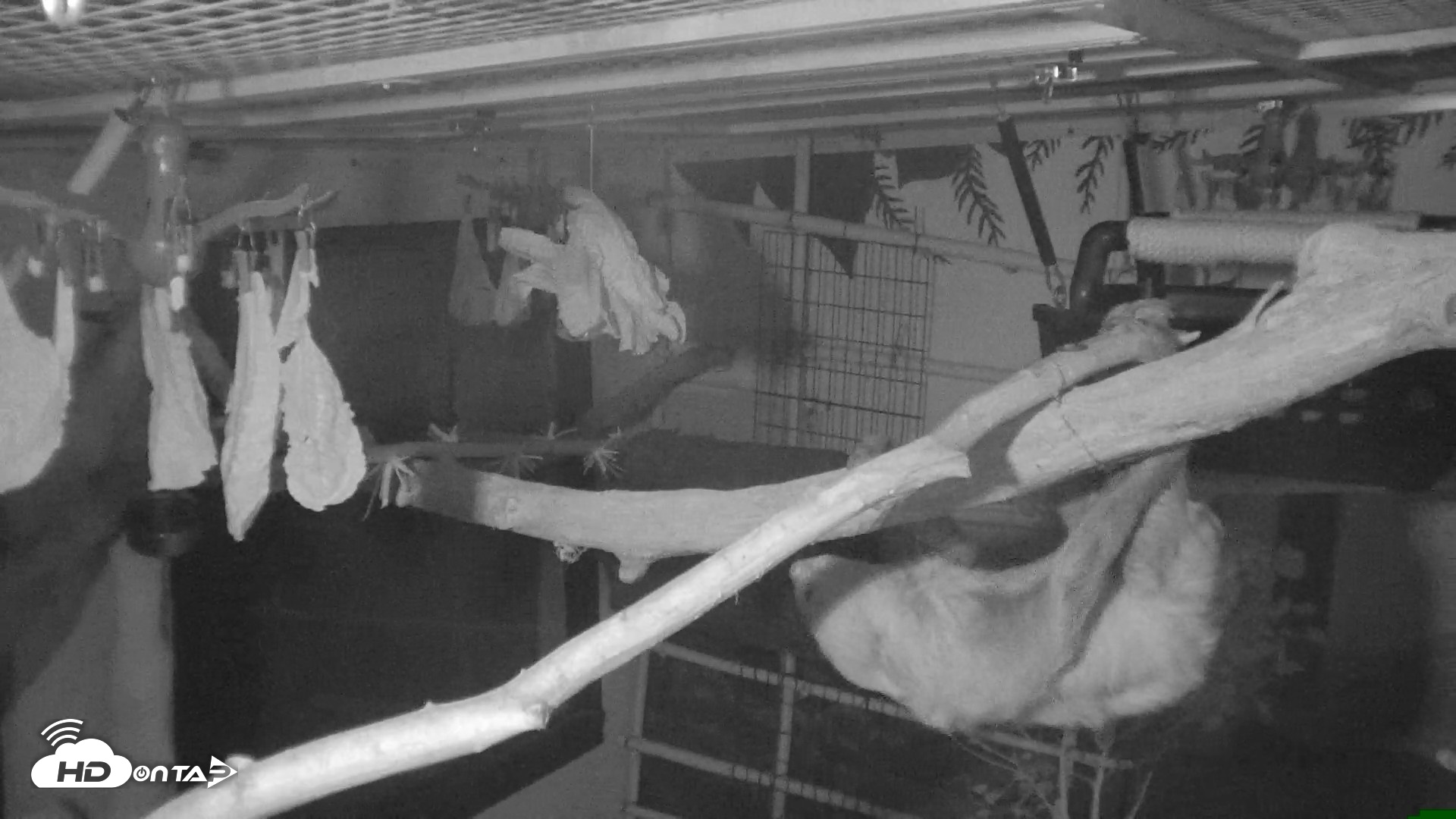 Snapshot of Reid Park Zoo Sloth Live Webcam taken Oct 18, 2026, 4:56am MST