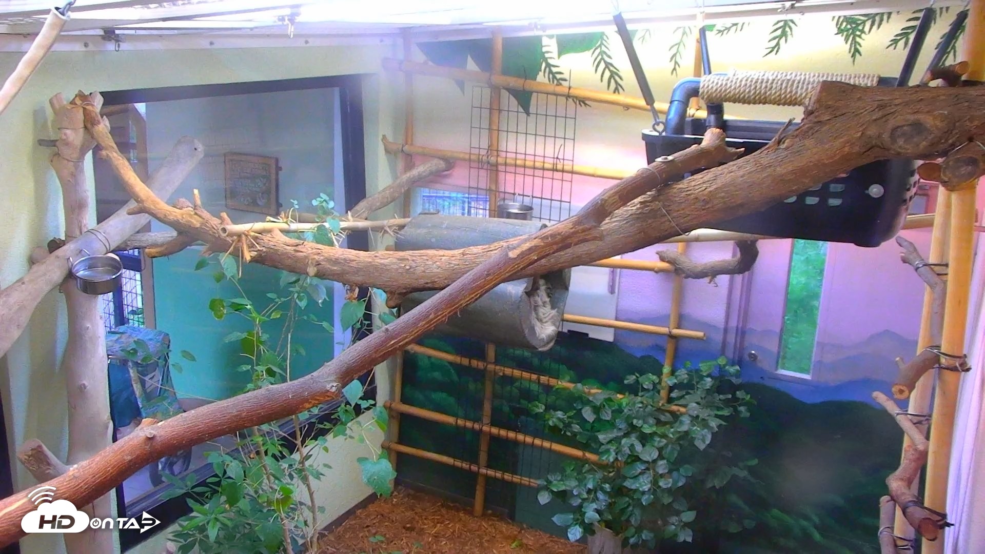 Snapshot of Reid Park Zoo Sloth Live Webcam taken Aug 31, 2026, 11:17am MST