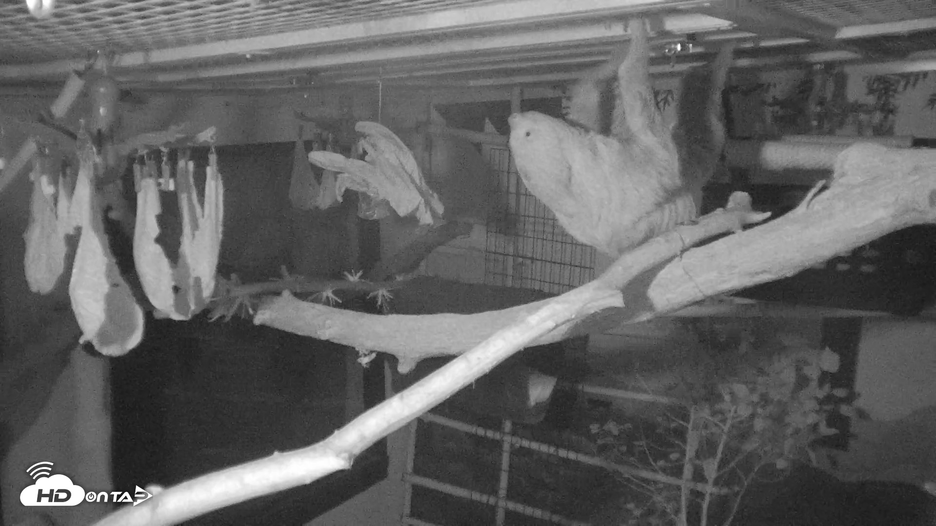 Snapshot of Reid Park Zoo Sloth Live Webcam taken Oct 18, 2026, 5:19am MST