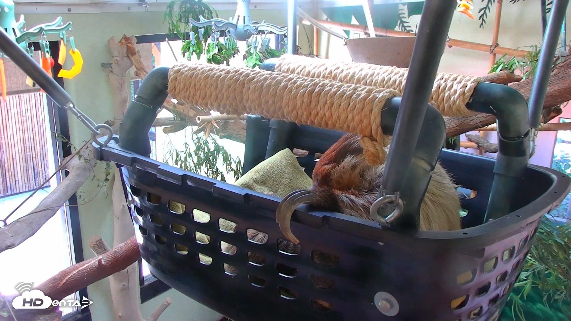 Snapshot of Reid Park Zoo Sloth Live Webcam taken Nov 3, 2025, 2:59pm MST