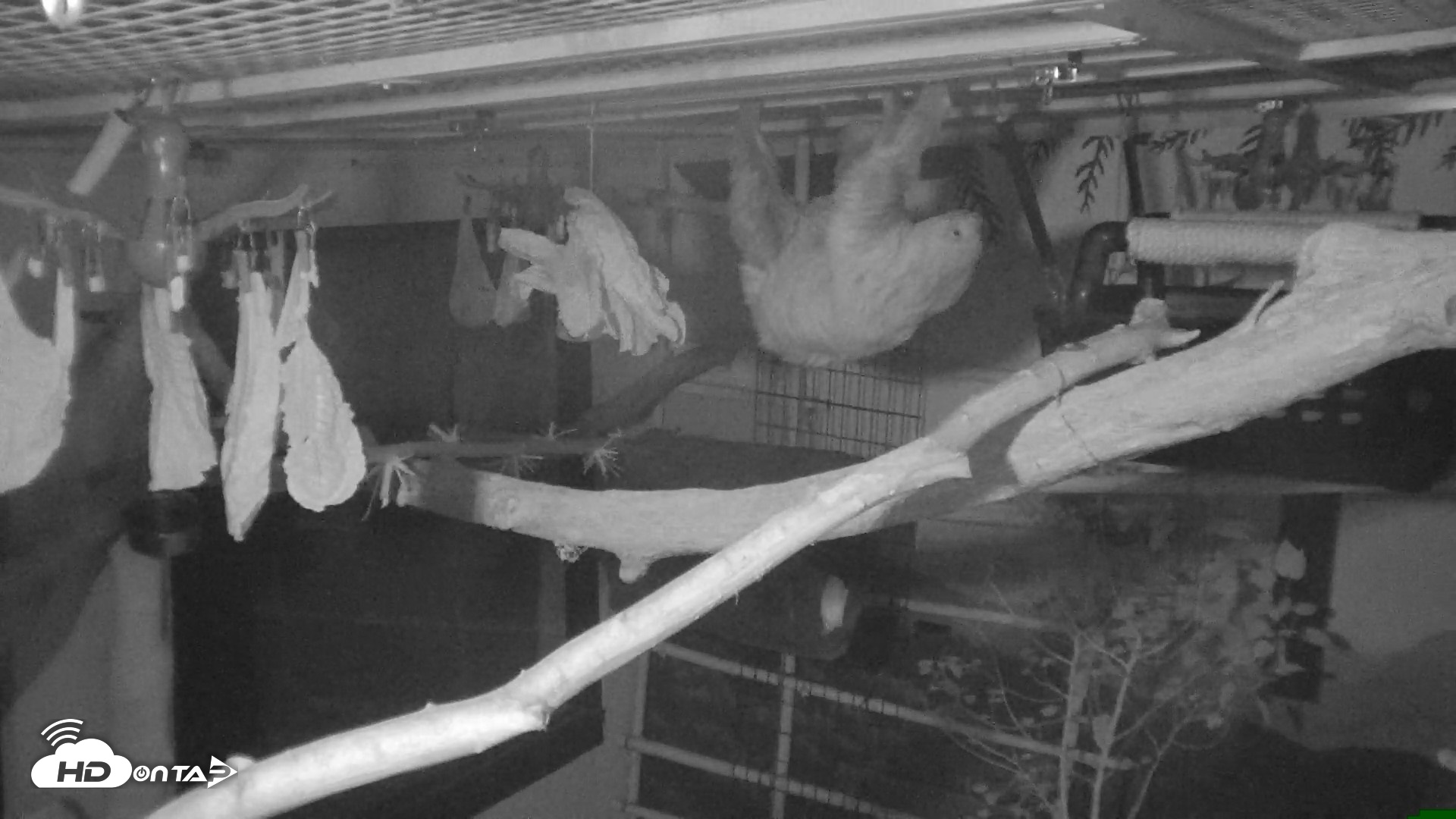 Snapshot of Reid Park Zoo Sloth Live Webcam taken Oct 18, 2026, 4:55am MST