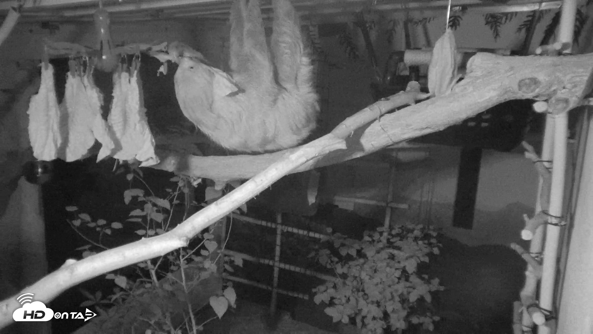 Snapshot of Reid Park Zoo Sloth Live Webcam taken Aug 22, 2026, 3:43am MST