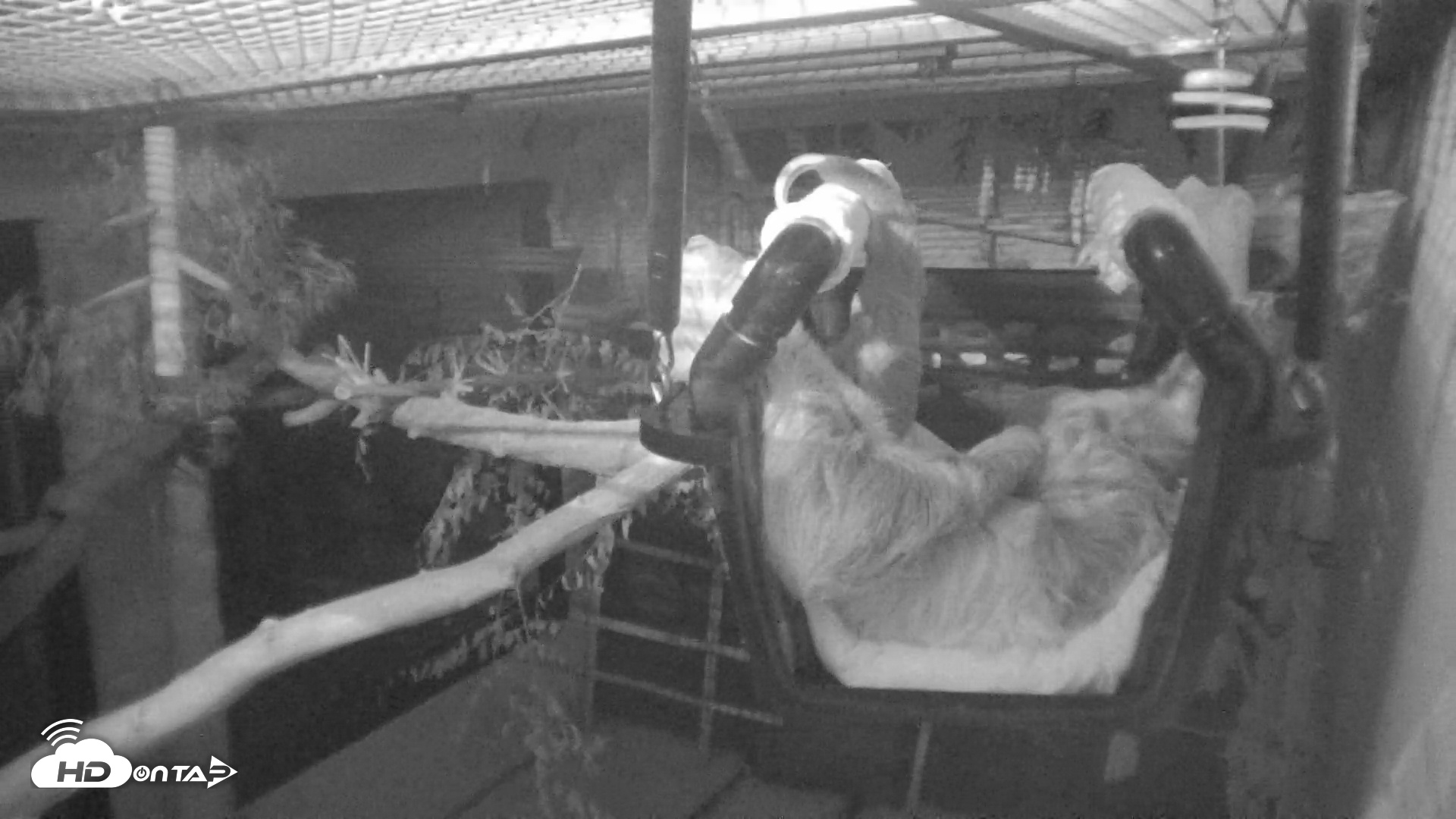 Snapshot of Reid Park Zoo Sloth Live Webcam taken May 12, 2025, 7:58pm MST