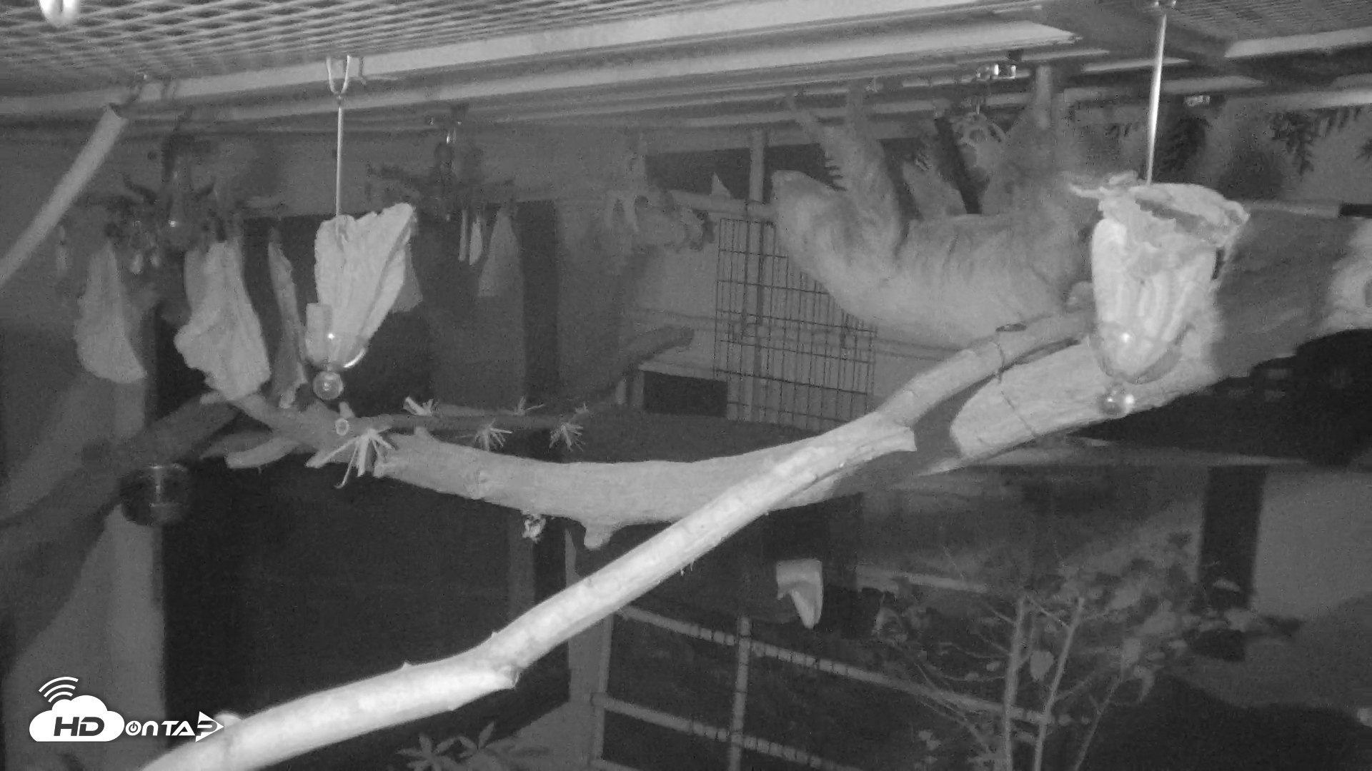 Snapshot of Reid Park Zoo Sloth Live Webcam taken Oct 12, 2026, 10:41pm MST