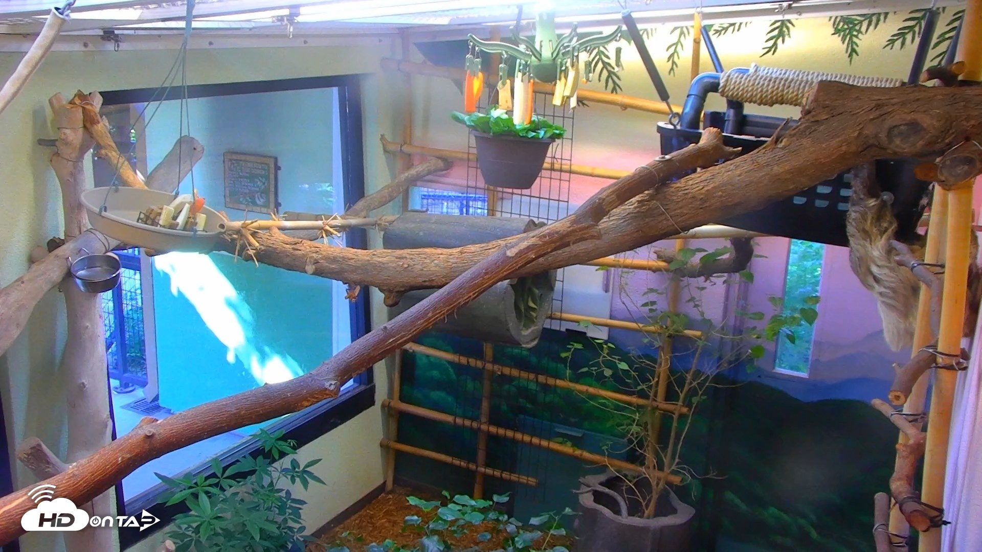 Snapshot of Reid Park Zoo Sloth Live Webcam taken Sep 18, 2026, 3:52pm MST