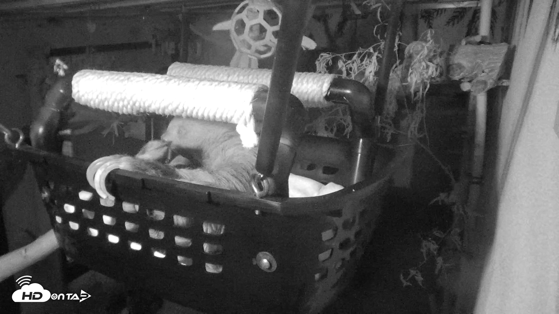 Snapshot of Reid Park Zoo Sloth Live Webcam taken Nov 29, 2025, 7:01pm MST