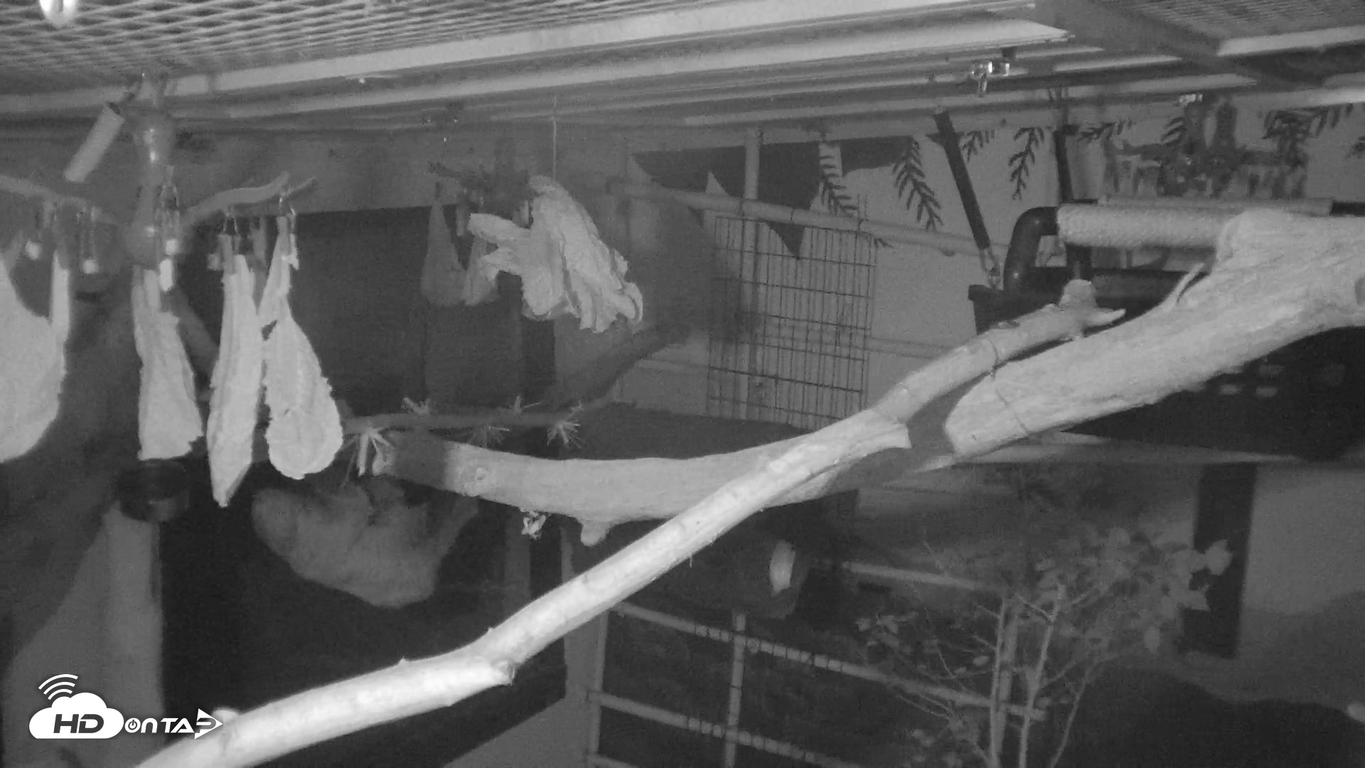 Snapshot of Reid Park Zoo Sloth Live Webcam taken Oct 18, 2026, 4:46am MST