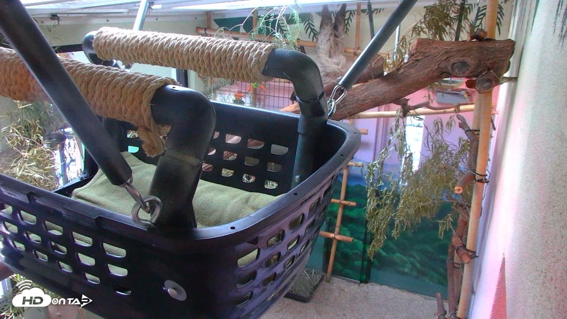 Snapshot of Reid Park Zoo Sloth taken Apr 7, 2025, 5:04pm MST