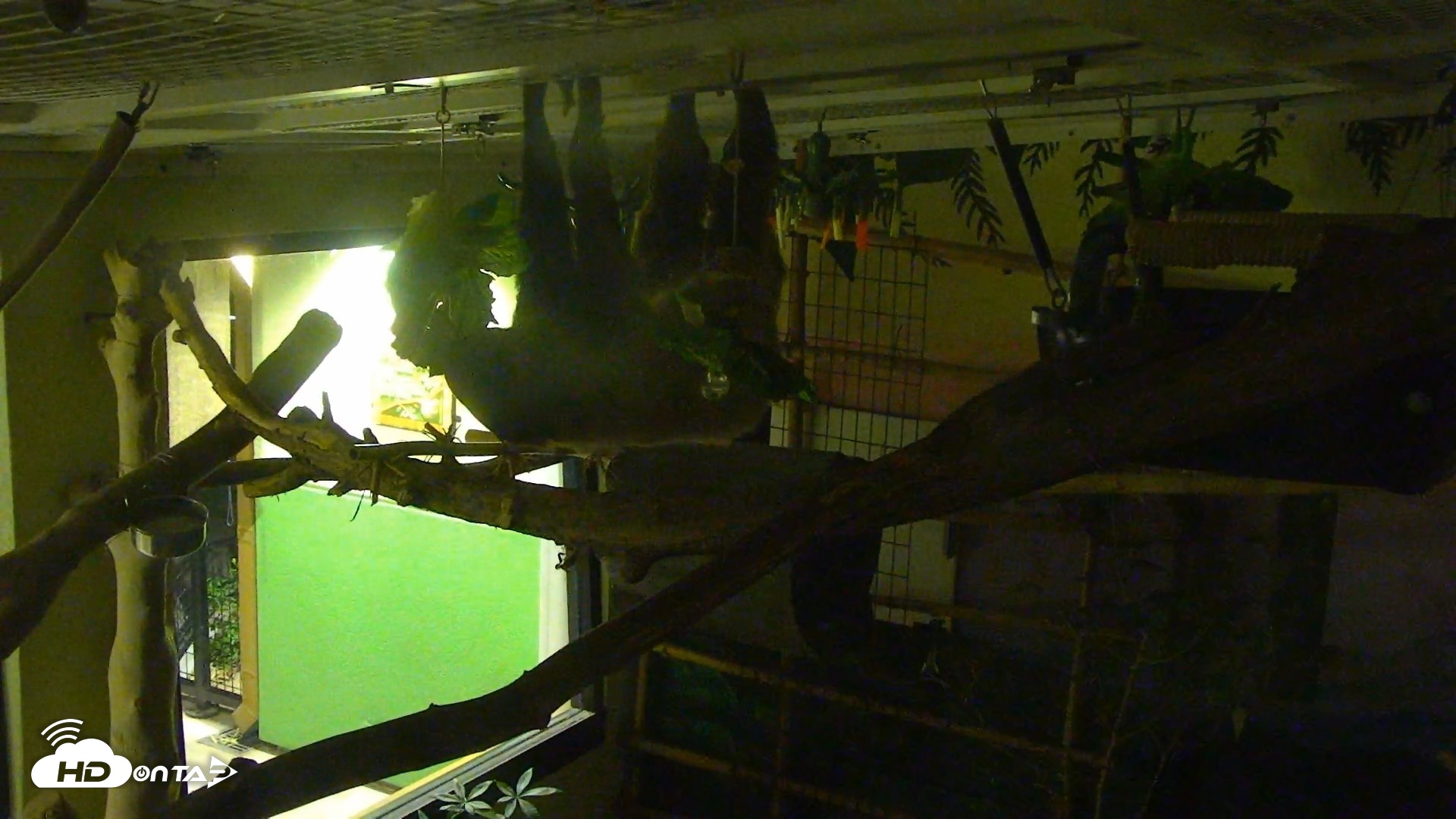 Snapshot of Reid Park Zoo Sloth Live Webcam taken Oct 11, 2026, 8:21pm MST