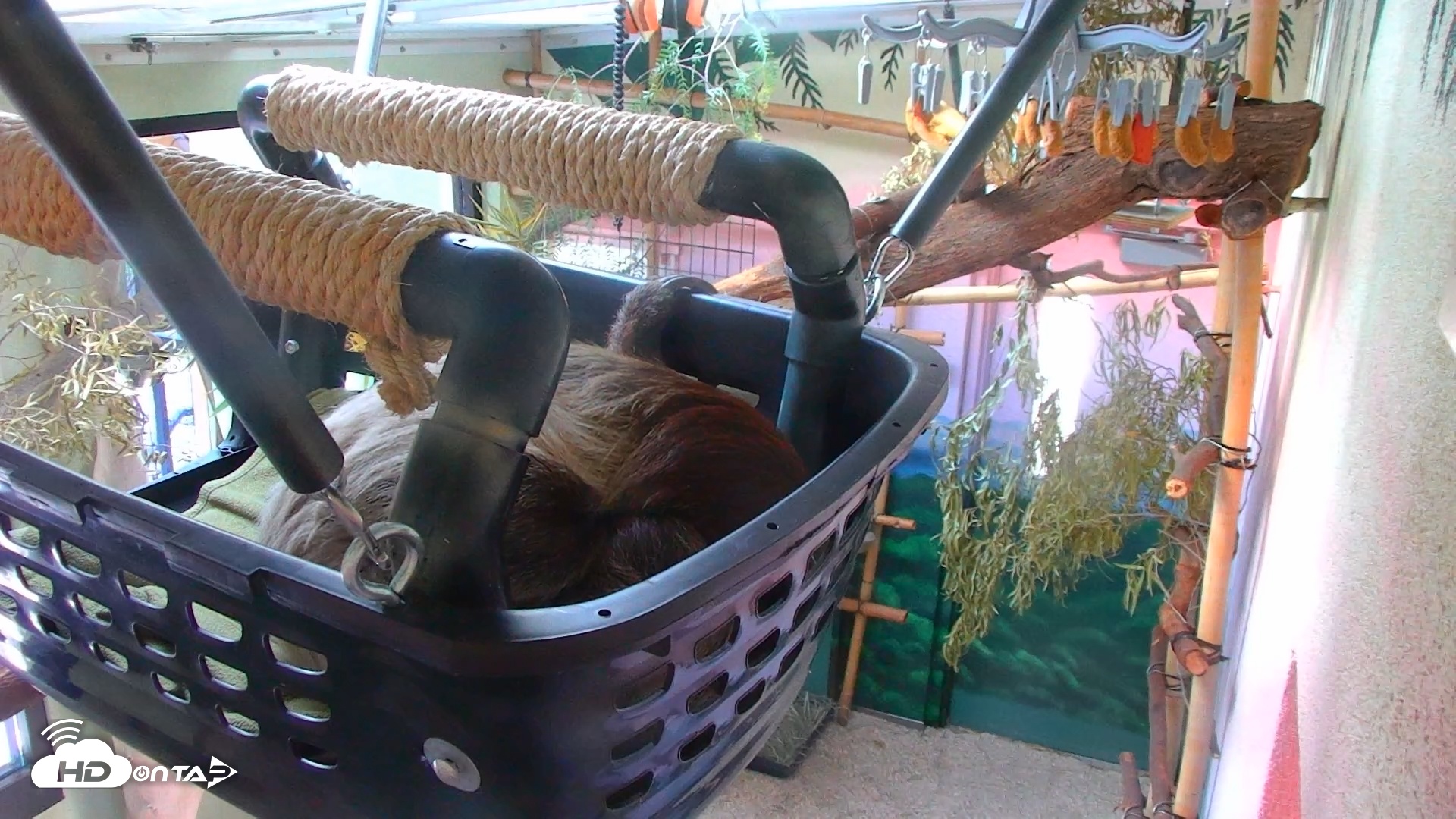Snapshot of Reid Park Zoo Sloth taken Apr 6, 2025, 4:15pm MST