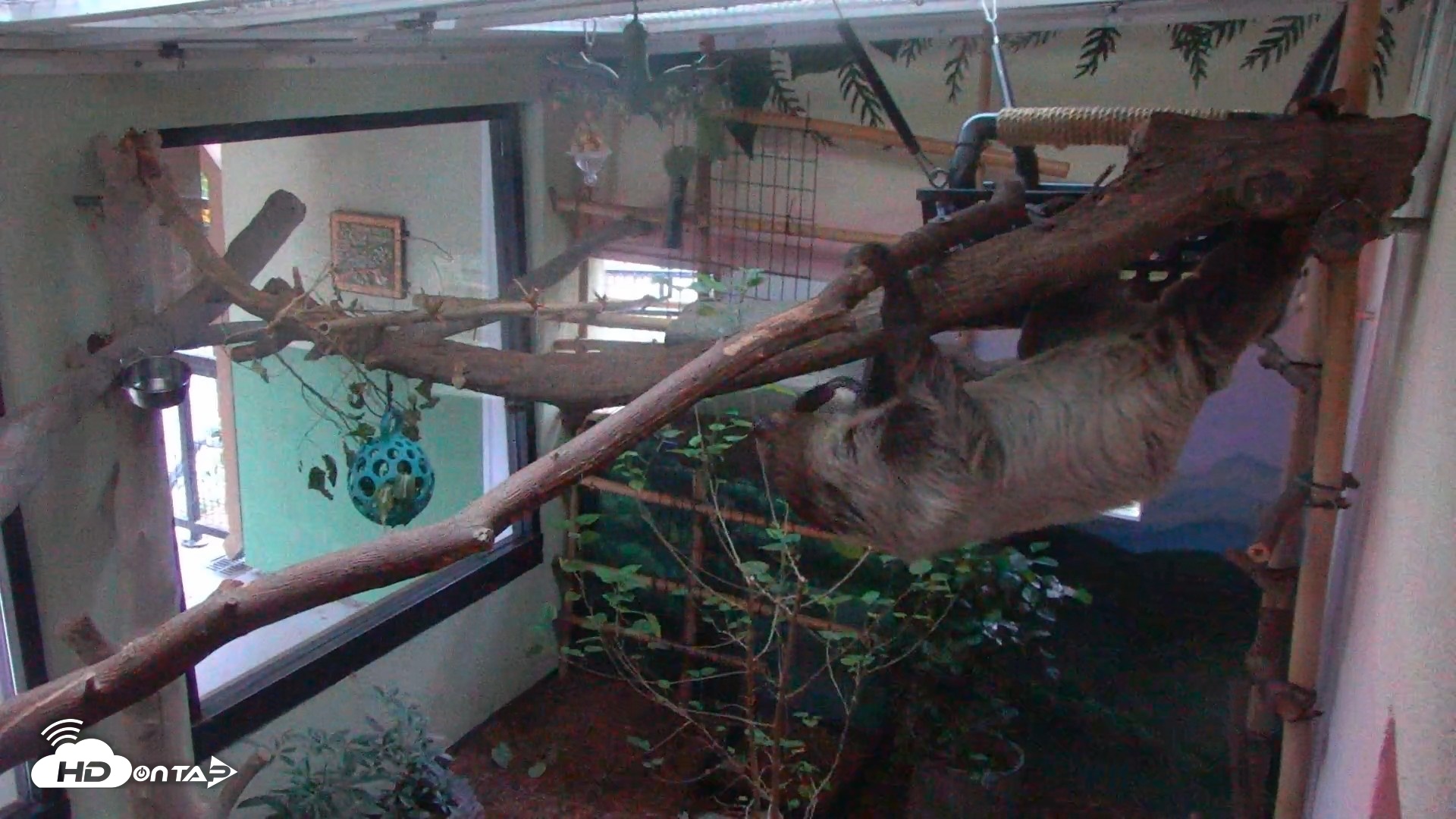 Snapshot of Reid Park Zoo Sloth Live Webcam taken May 3, 2026, 5:50am MST