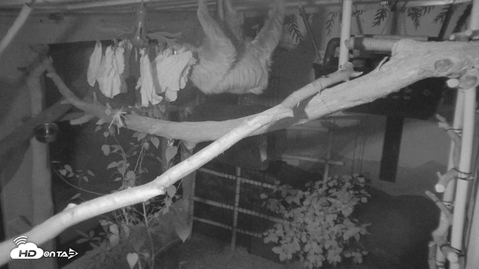 Snapshot of Reid Park Zoo Sloth Live Webcam taken Sep 1, 2026, 9:11pm MST