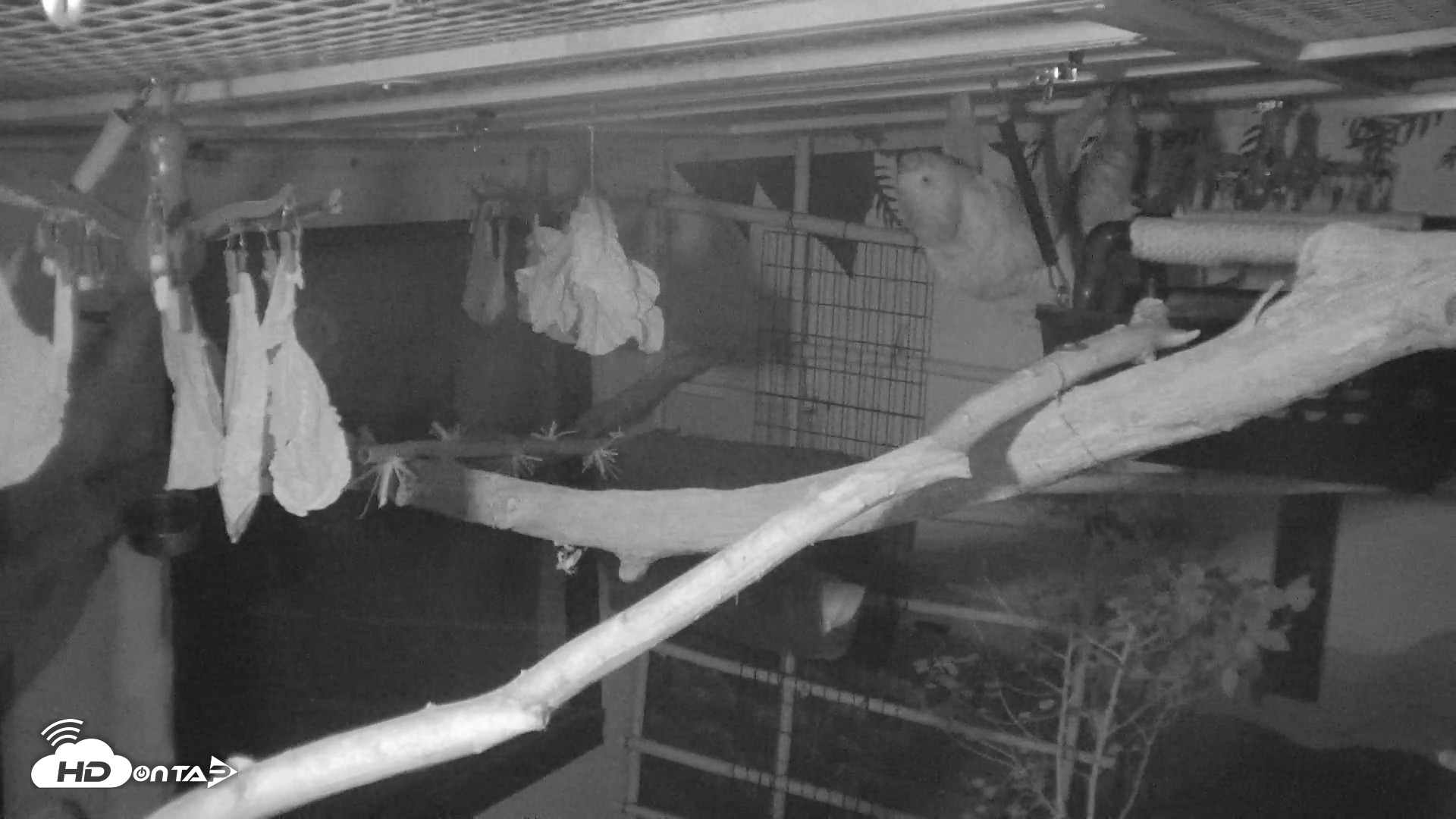 Snapshot of Reid Park Zoo Sloth Live Webcam taken Oct 18, 2026, 4:37am MST