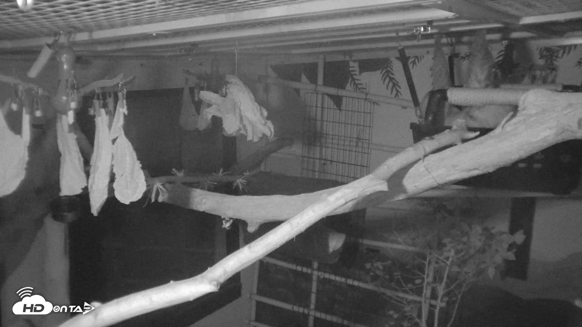 Snapshot of Reid Park Zoo Sloth Live Webcam taken Oct 18, 2026, 4:41am MST