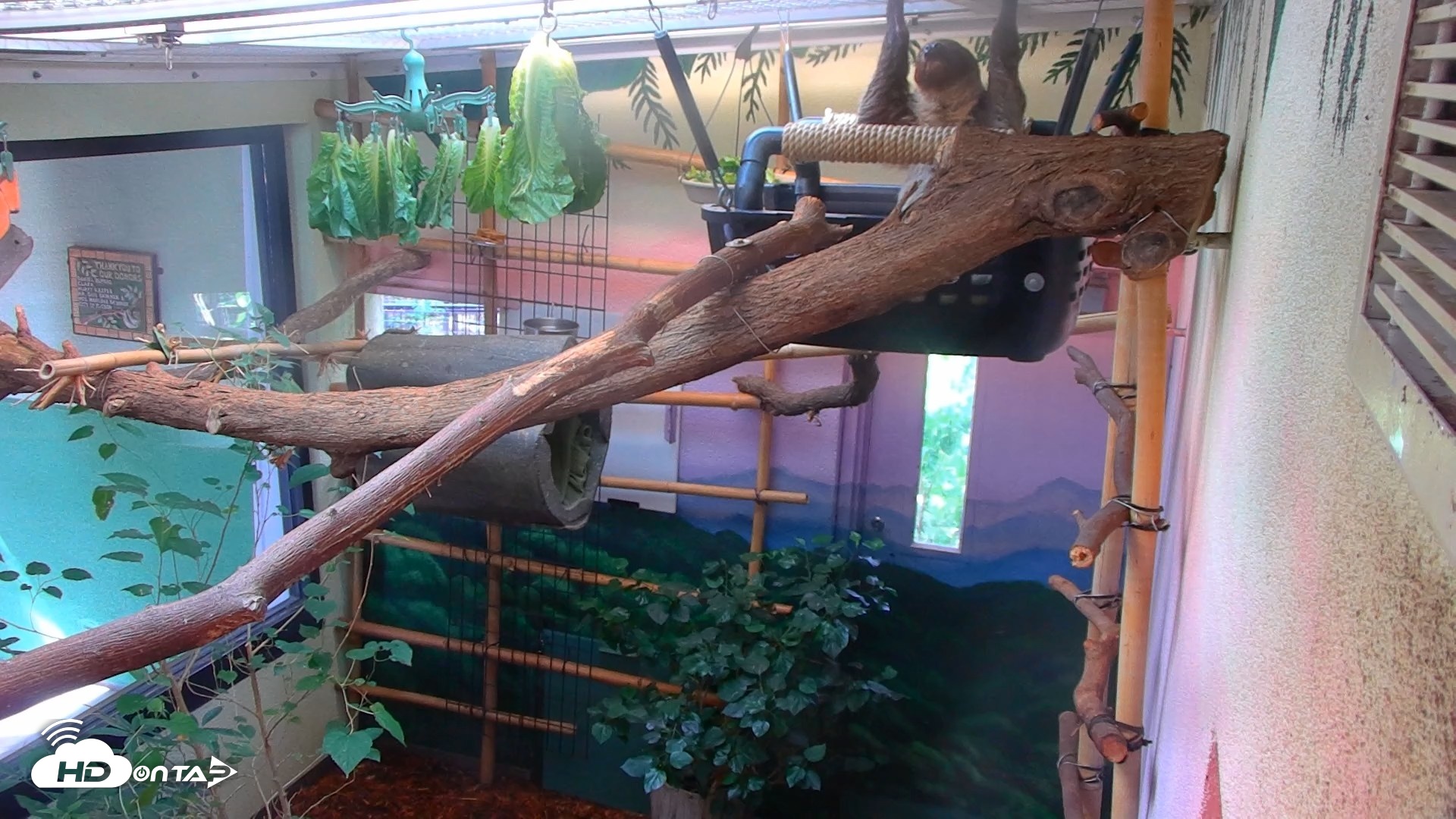 Snapshot of Reid Park Zoo Sloth Live Webcam taken Aug 25, 2026, 3:14pm MST