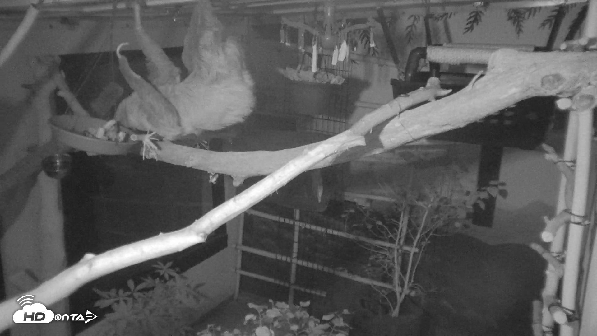 Snapshot of Reid Park Zoo Sloth Live Webcam taken Sep 18, 2026, 9:58pm MST