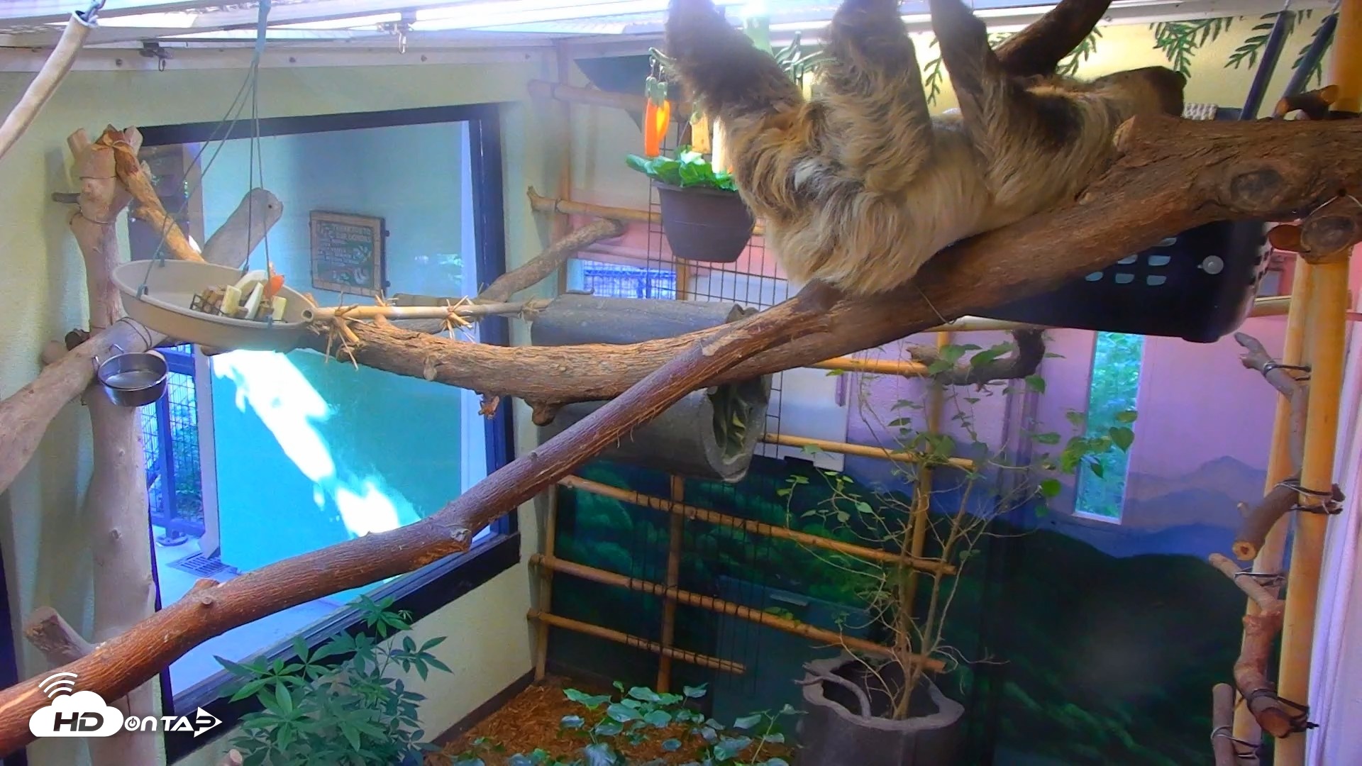 Snapshot of Reid Park Zoo Sloth Live Webcam taken Sep 18, 2026, 3:51pm MST