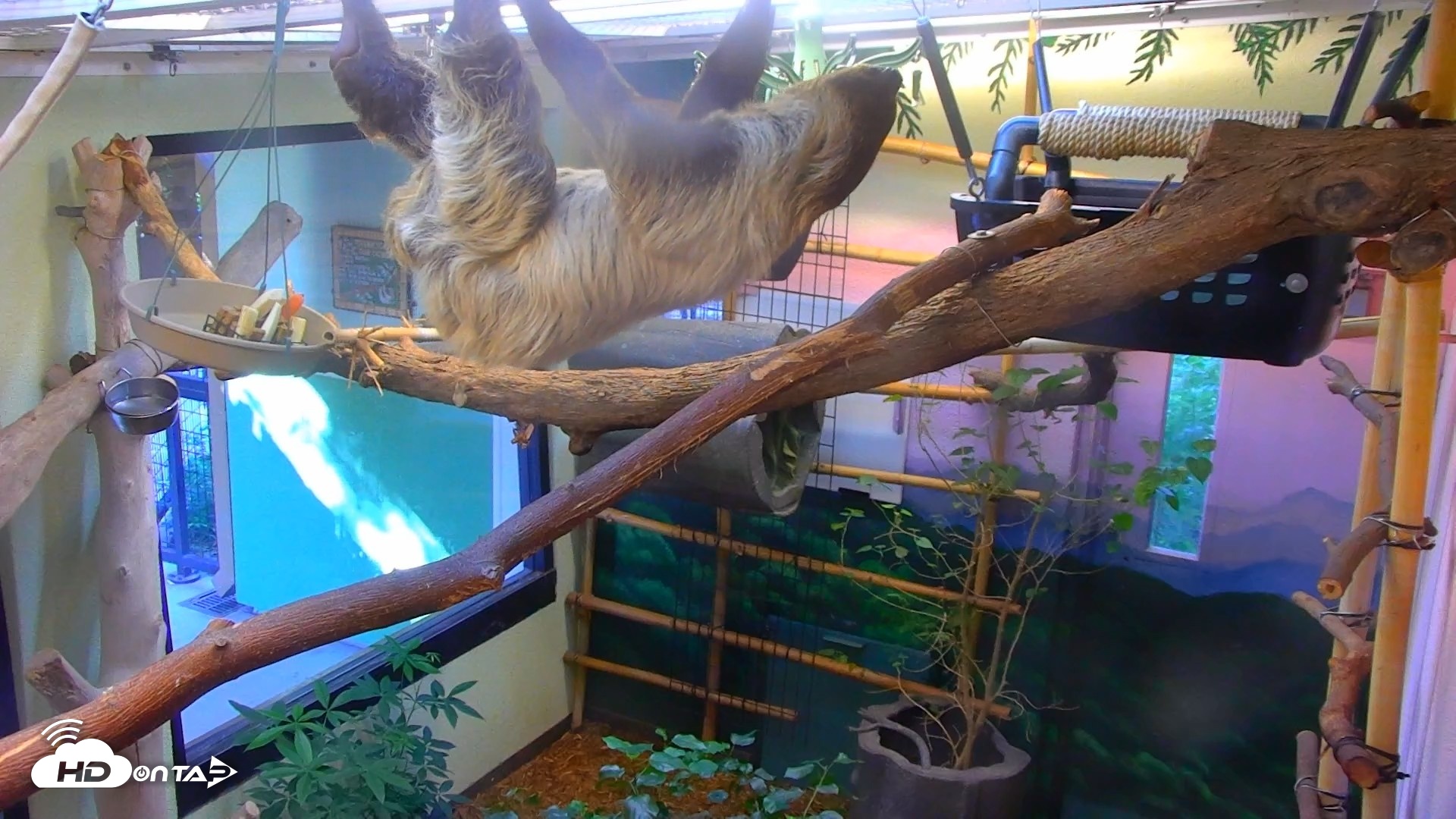 Snapshot of Reid Park Zoo Sloth Live Webcam taken Sep 18, 2026, 3:51pm MST