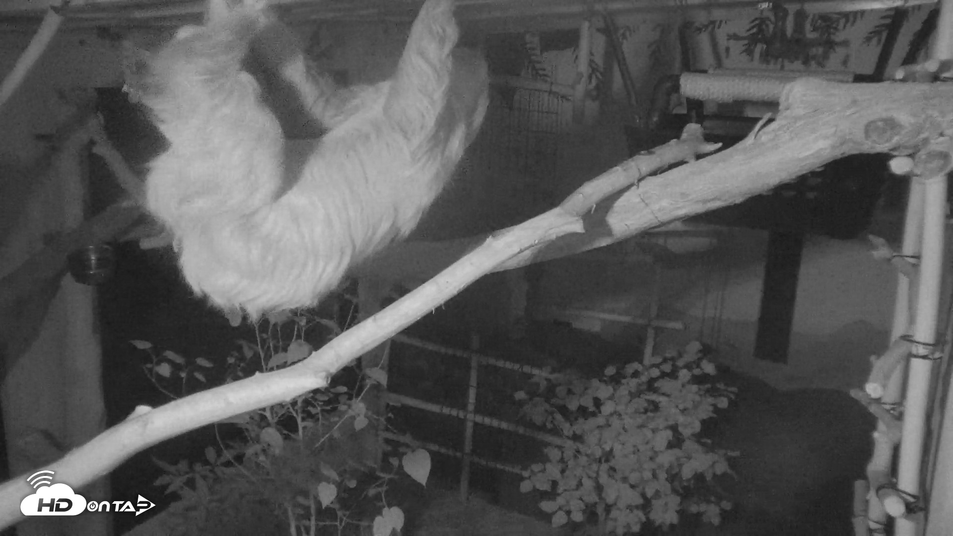Snapshot of Reid Park Zoo Sloth Live Webcam taken Sep 14, 2026, 12:15am MST