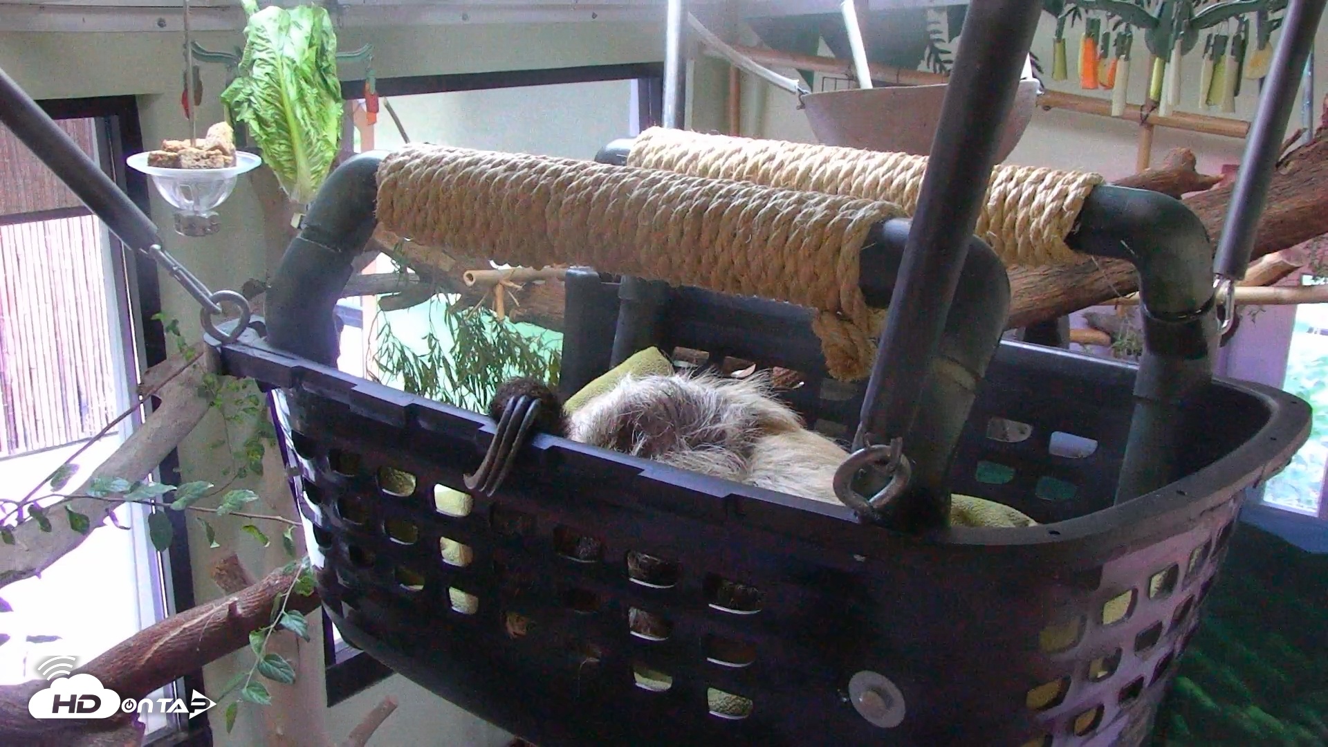 Snapshot of Reid Park Zoo Sloth Live Webcam taken Oct 30, 2025, 4:37pm MST