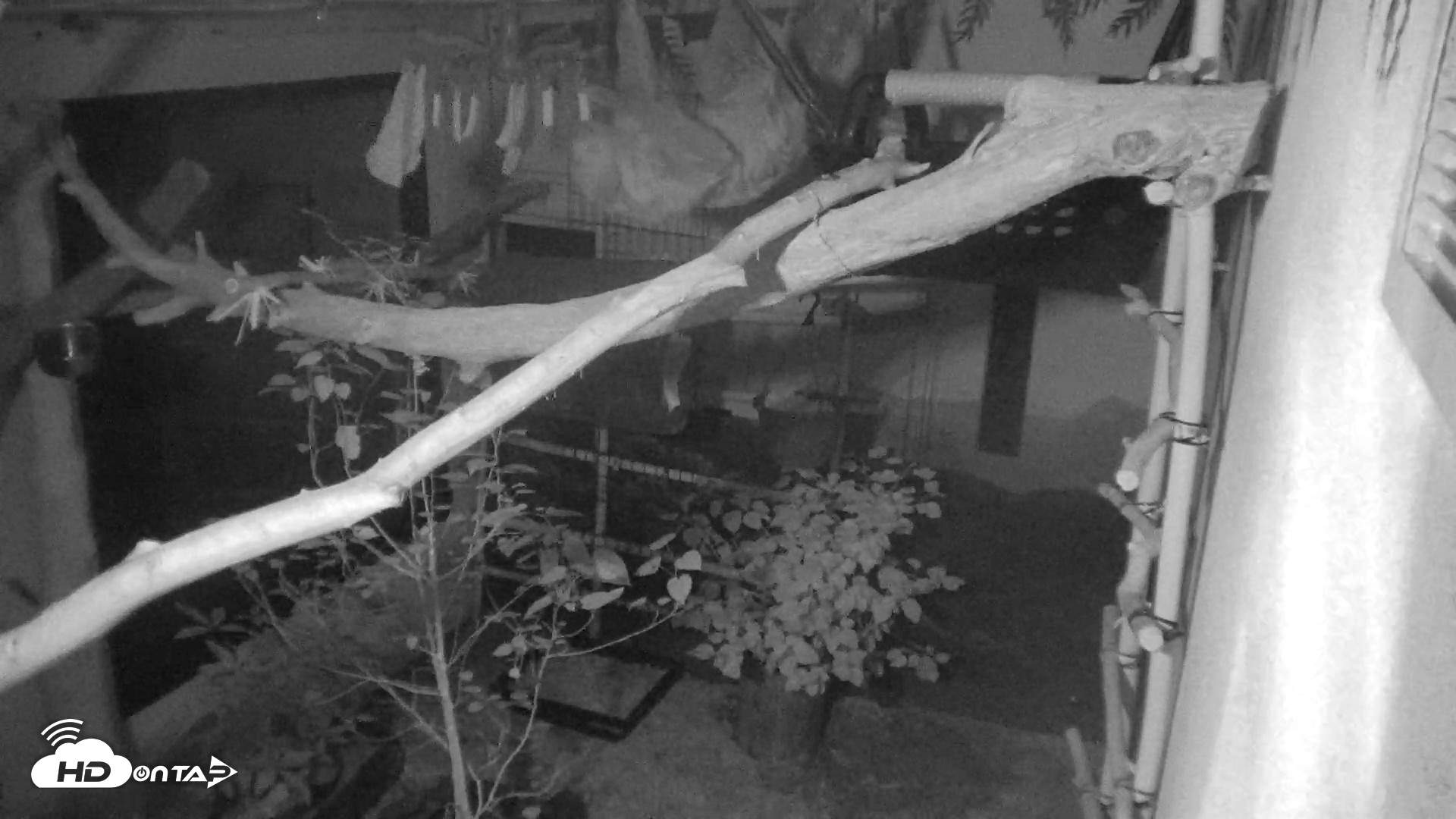 Snapshot of Reid Park Zoo Sloth Live Webcam taken Aug 16, 2026, 1:03am MST