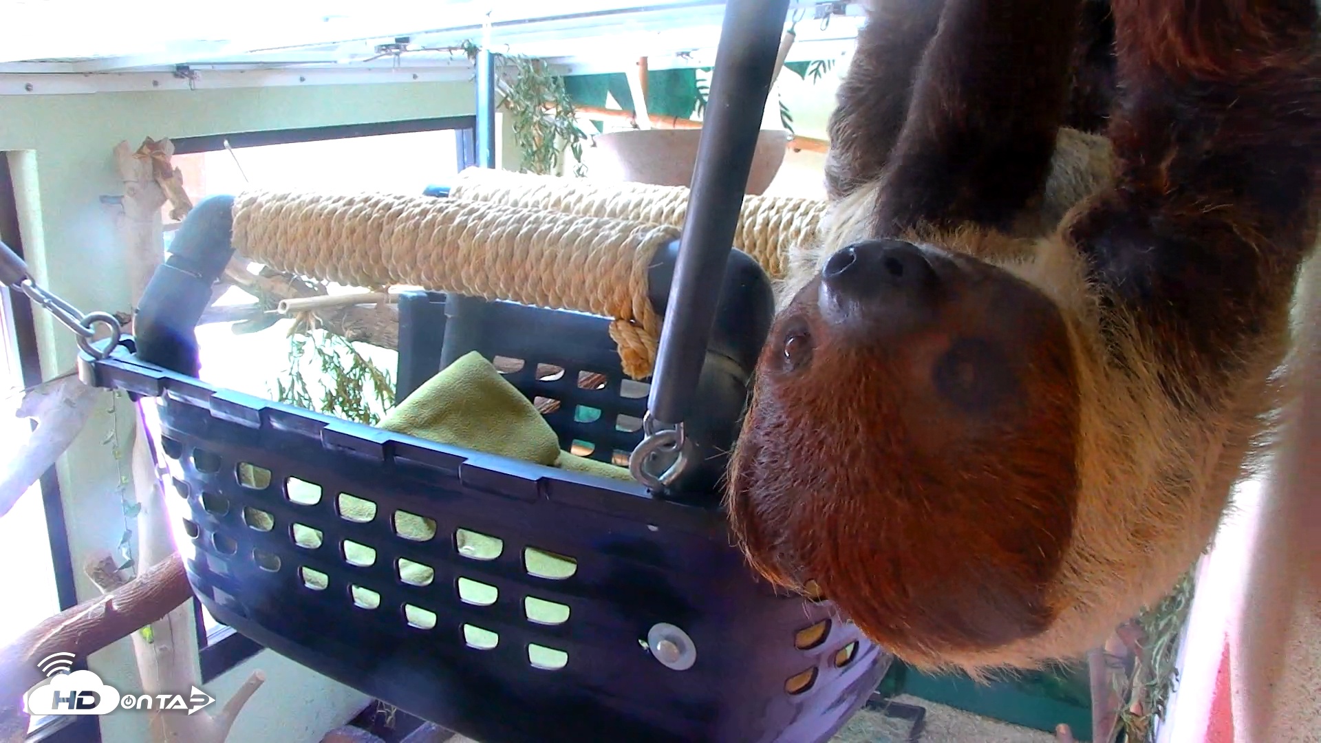 Snapshot of Reid Park Zoo Sloth Live Webcam taken Nov 13, 2025, 1:02pm MST