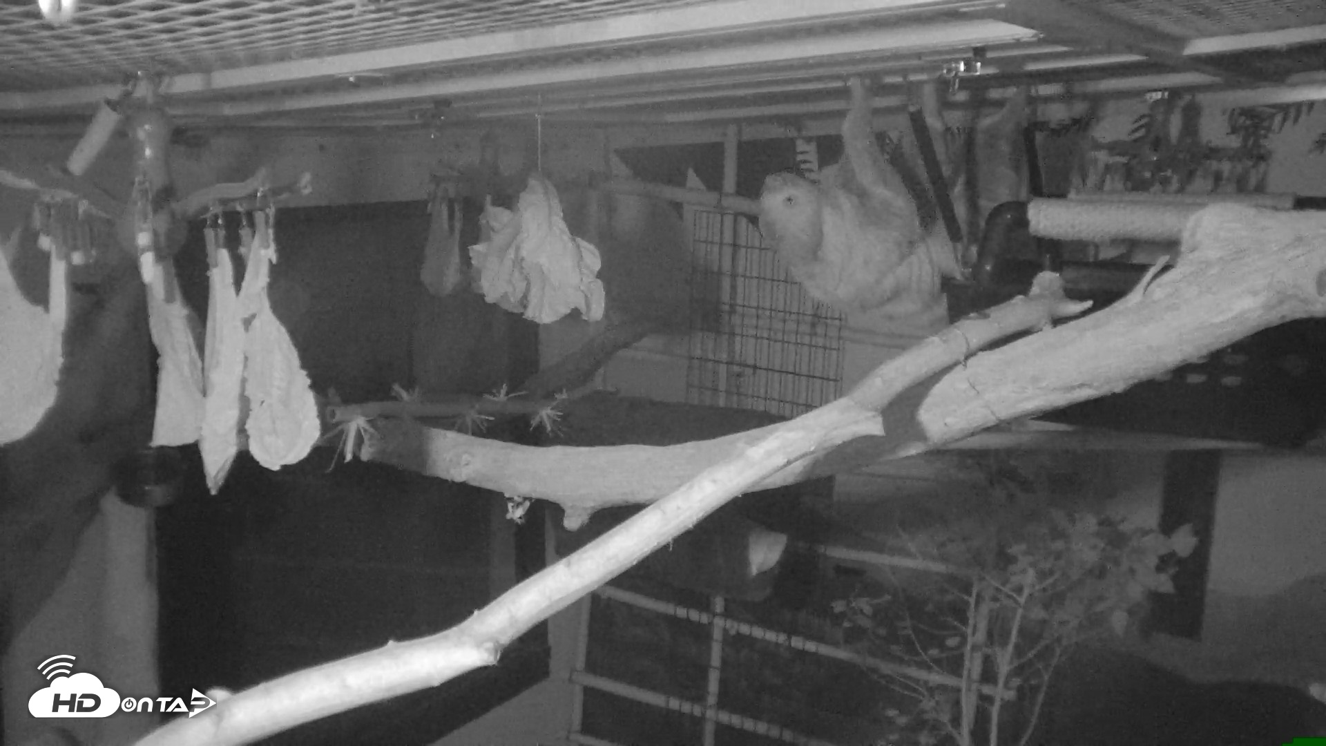 Snapshot of Reid Park Zoo Sloth Live Webcam taken Oct 18, 2026, 4:37am MST