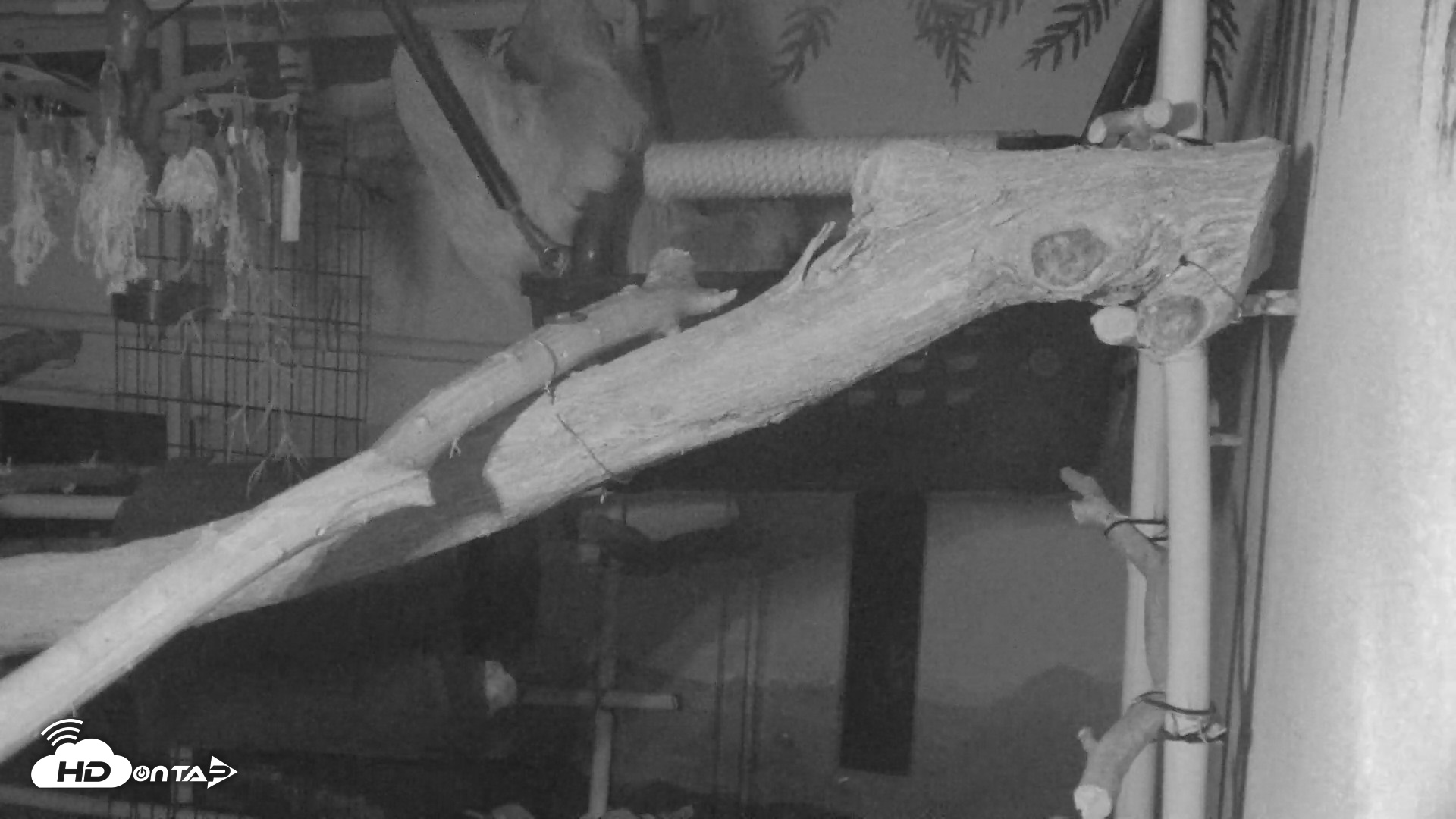 Snapshot of Reid Park Zoo Sloth Live Webcam taken May 26, 2026, 8:11pm MST