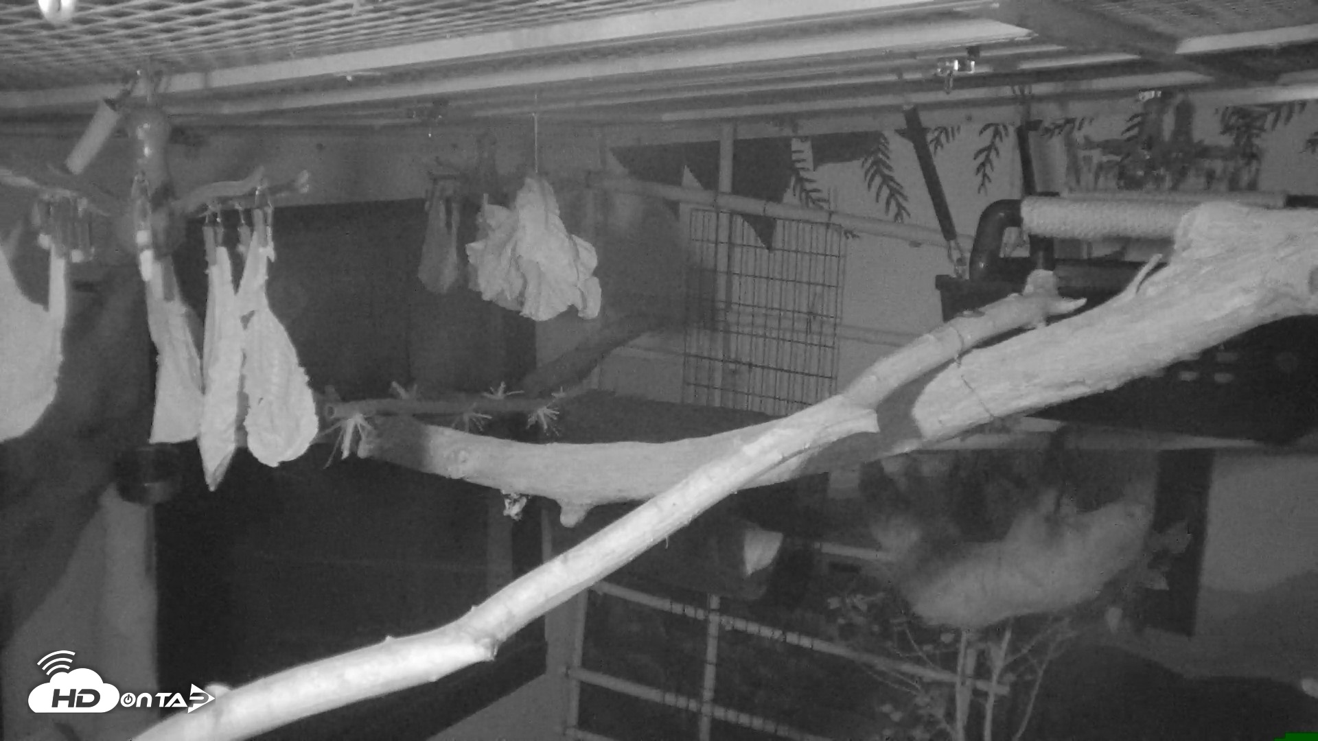 Snapshot of Reid Park Zoo Sloth Live Webcam taken Oct 18, 2026, 4:35am MST