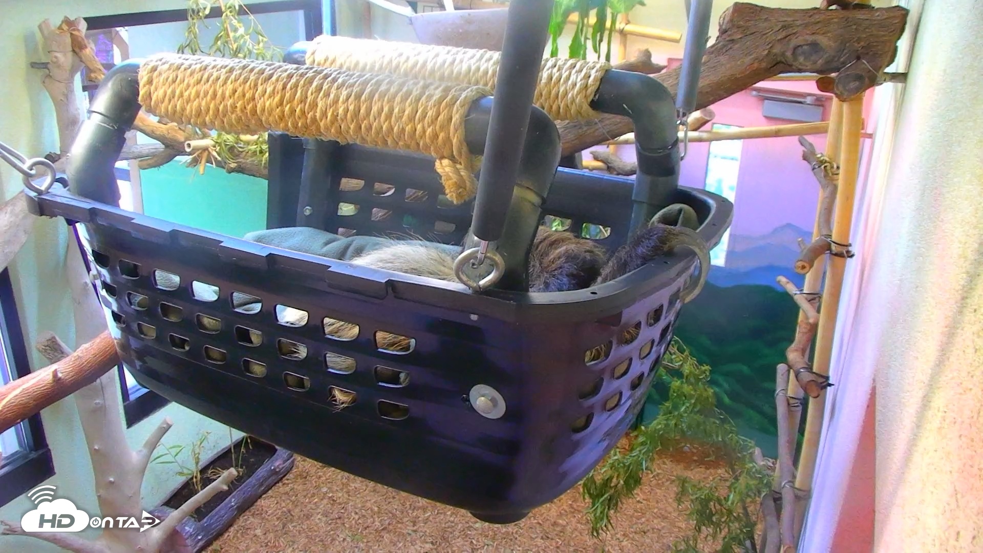 Snapshot of Reid Park Zoo Sloth Live Webcam taken Jan 1, 2026, 12:50pm MST