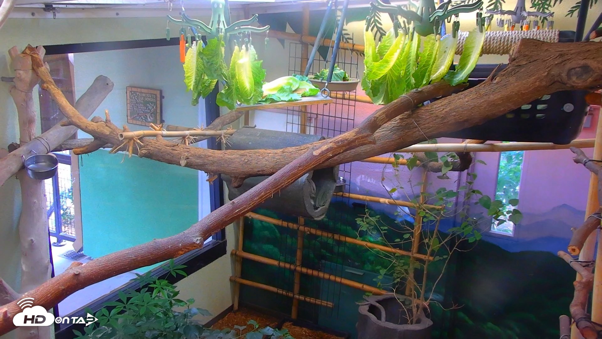 Snapshot of Reid Park Zoo Sloth Live Webcam taken Oct 22, 2026, 4:41pm MST