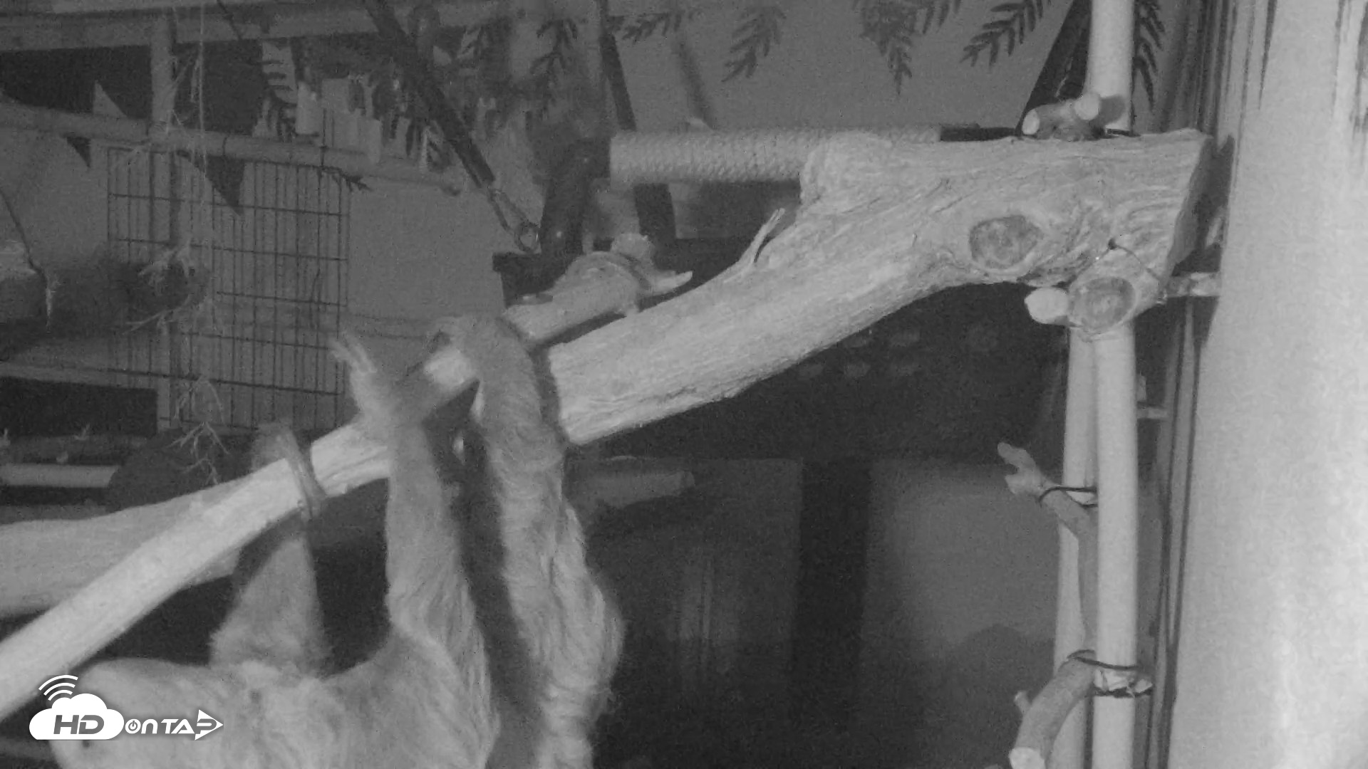 Snapshot of Reid Park Zoo Sloth Live Webcam taken May 27, 2026, 8:25pm MST