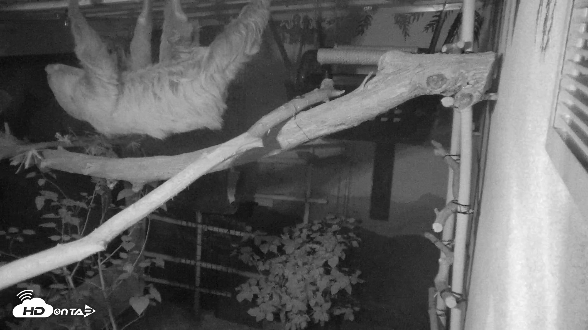 Snapshot of Reid Park Zoo Sloth Live Webcam taken Aug 25, 2026, 12:29am MST