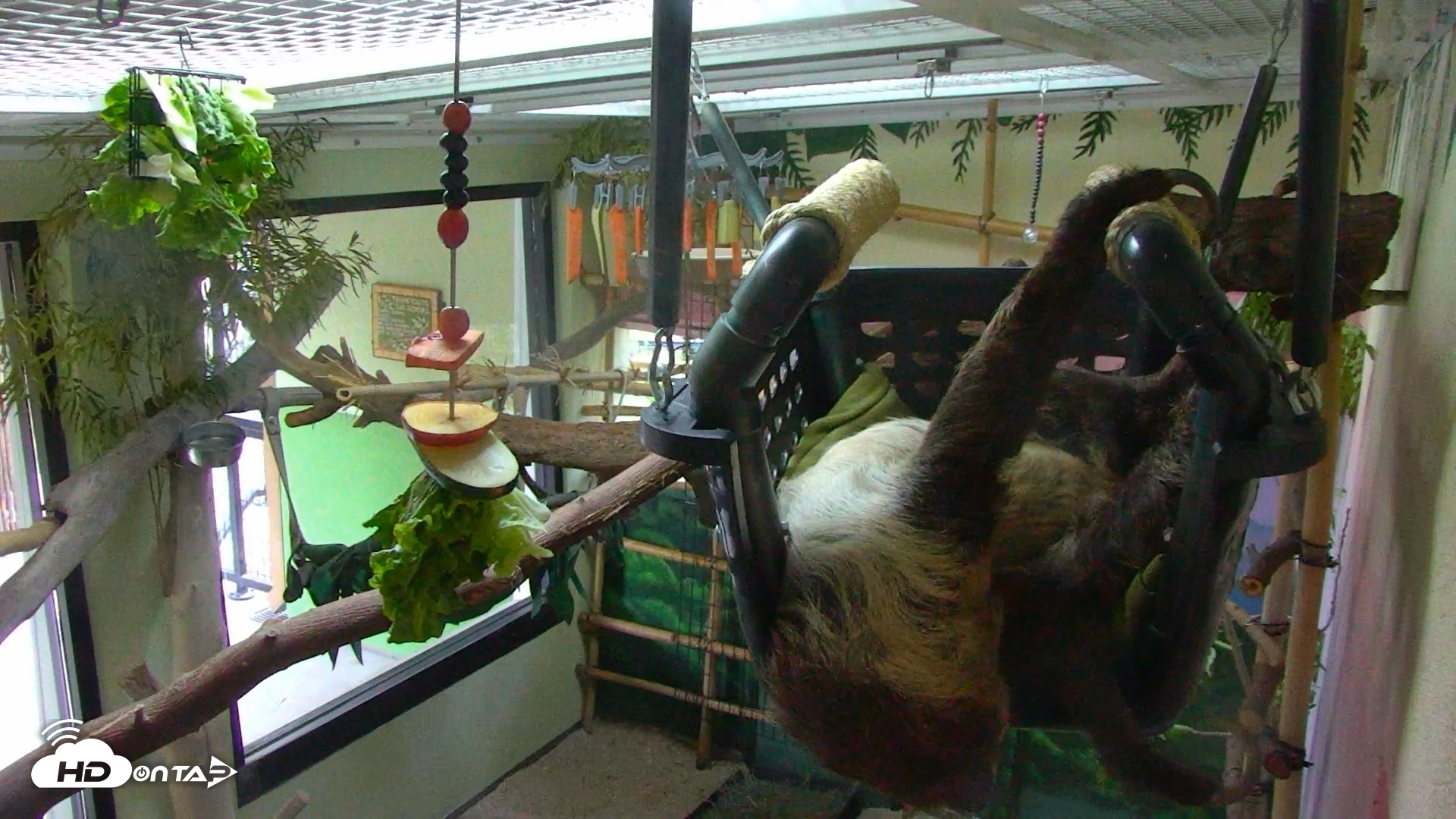 Snapshot of Reid Park Zoo Sloth taken May 9, 2025, 6:11pm MST