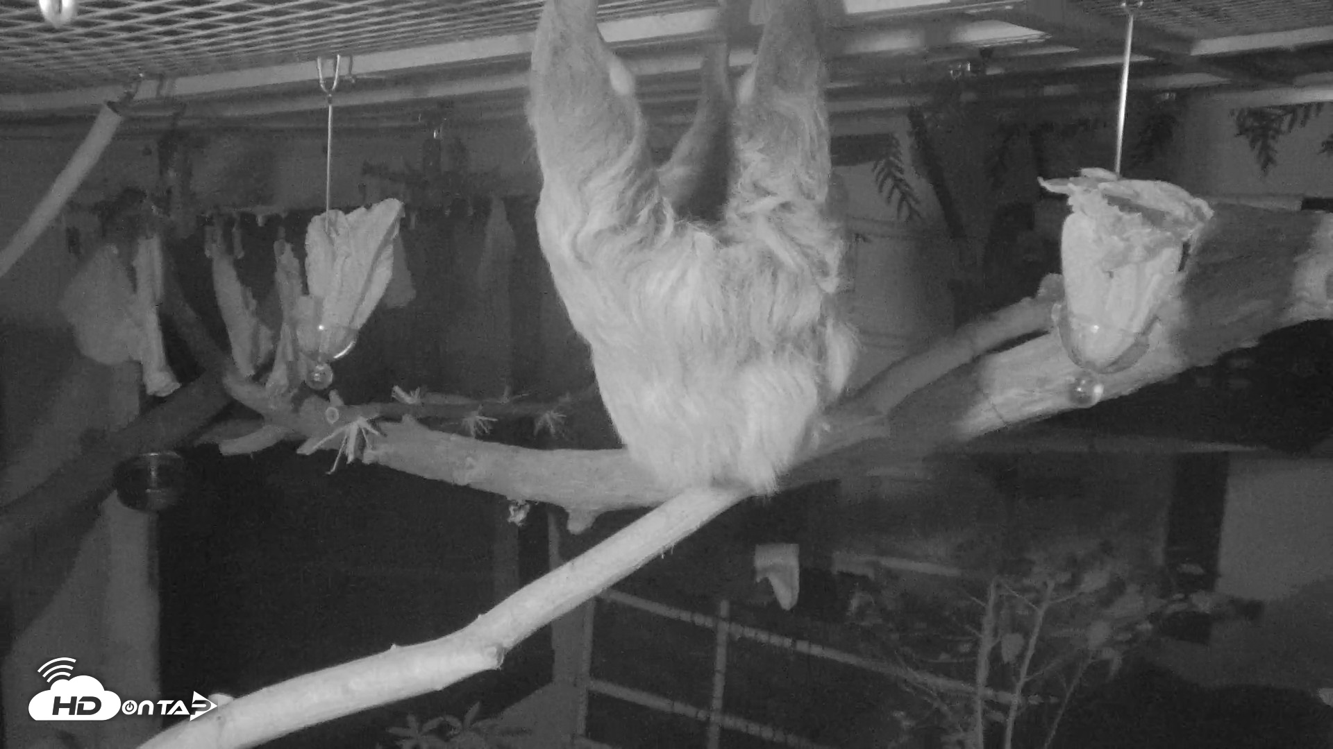 Snapshot of Reid Park Zoo Sloth Live Webcam taken Oct 12, 2026, 10:59pm MST