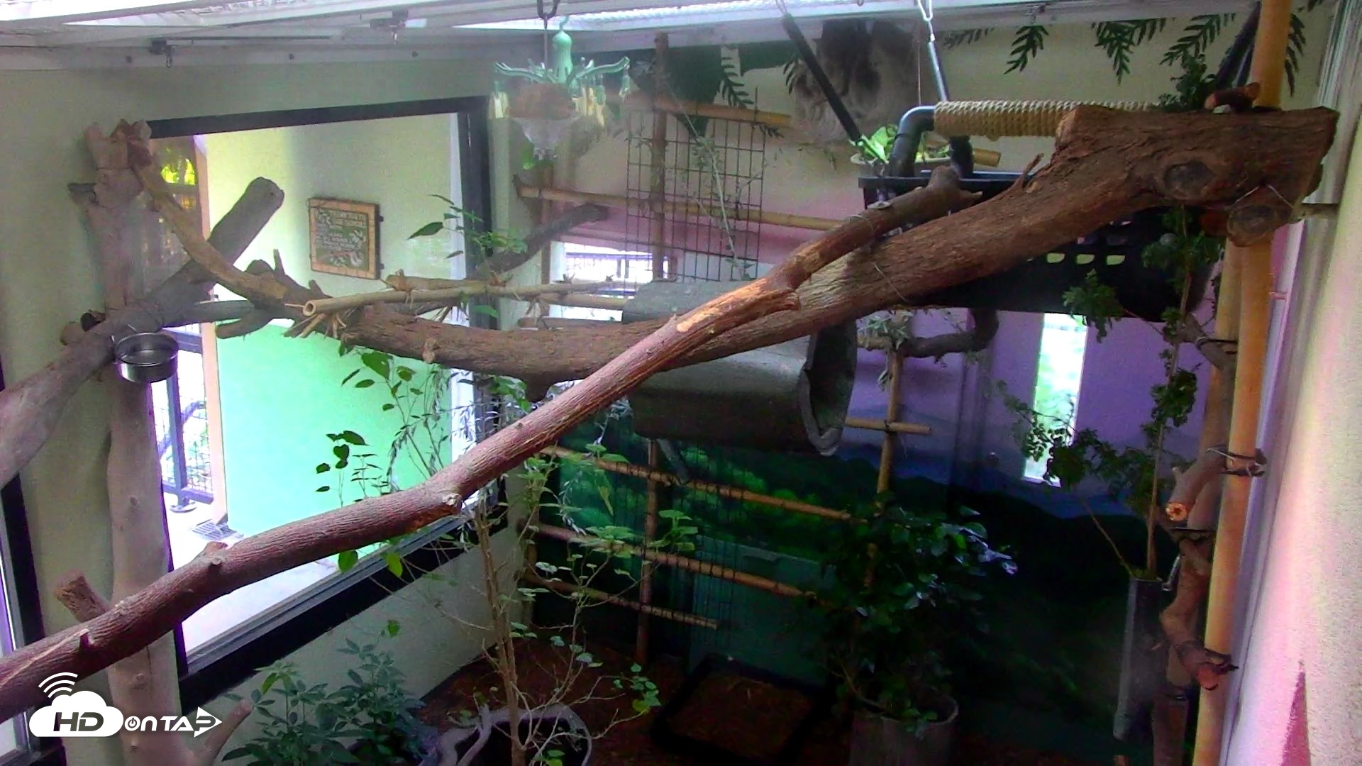 Snapshot of Reid Park Zoo Sloth Live Webcam taken May 9, 2026, 5:02pm MST