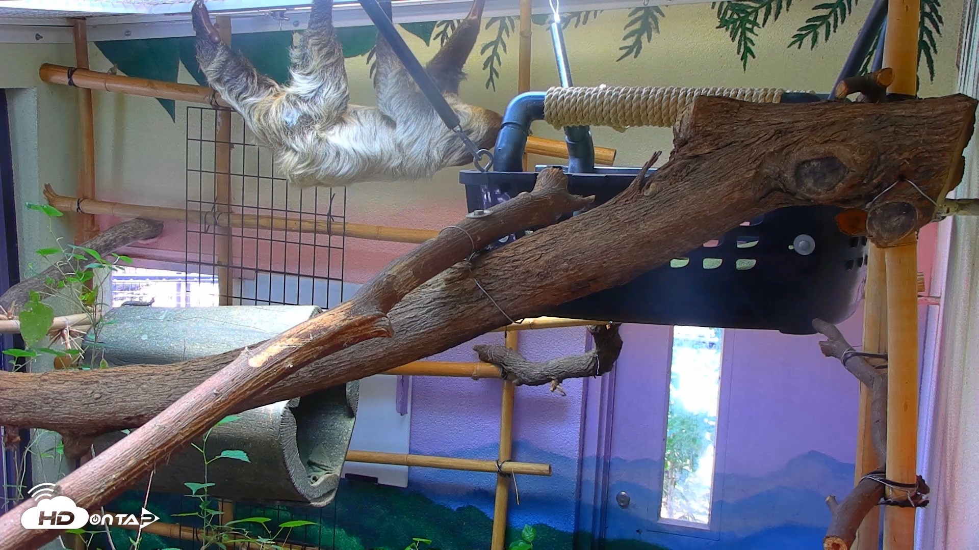 Snapshot of Reid Park Zoo Sloth Live Webcam taken Jun 10, 2026, 1:00pm MST