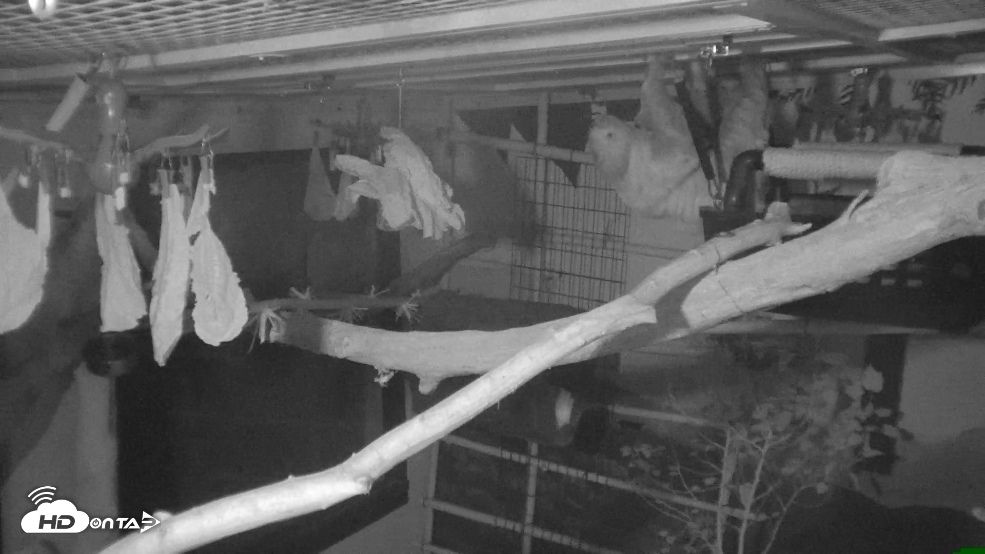 Snapshot of Reid Park Zoo Sloth Live Webcam taken Oct 18, 2026, 5:00am MST