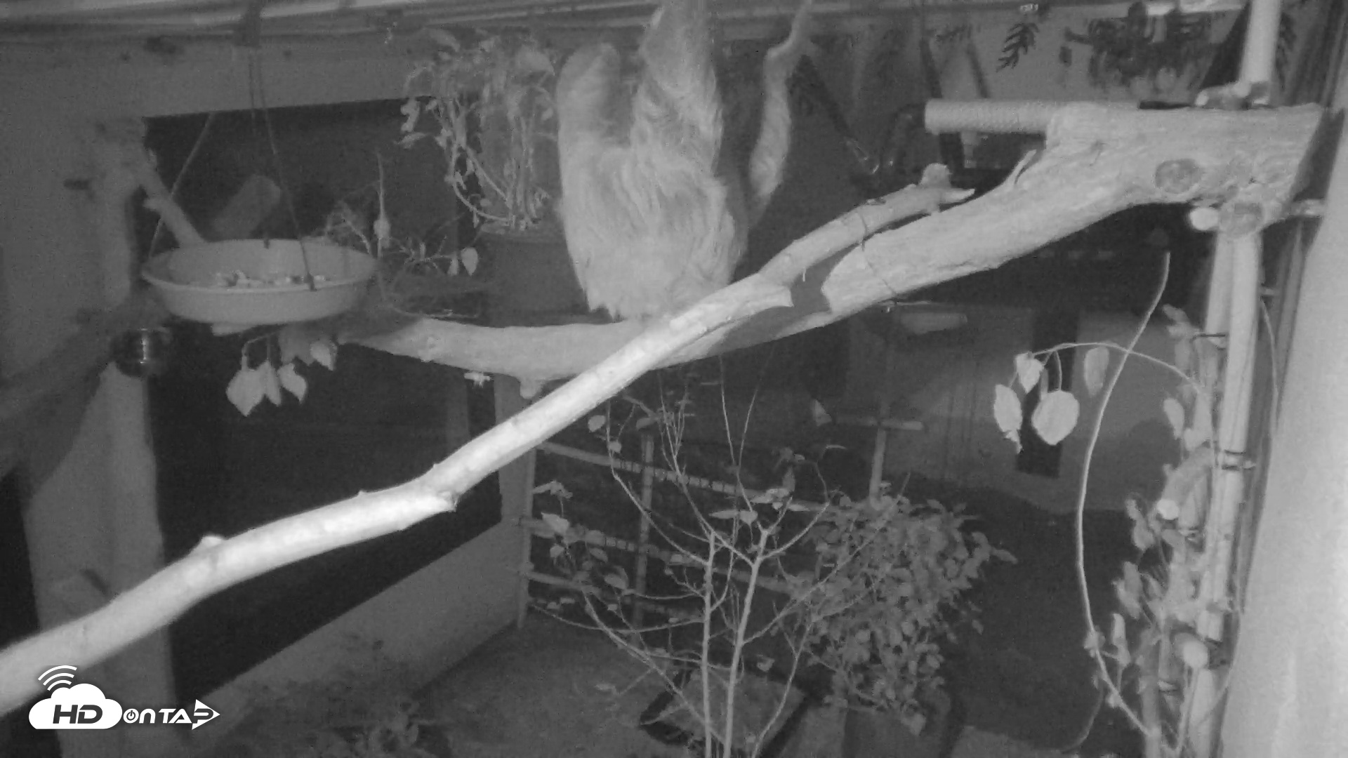 Snapshot of Reid Park Zoo Sloth Live Webcam taken Apr 30, 2026, 12:38am MST