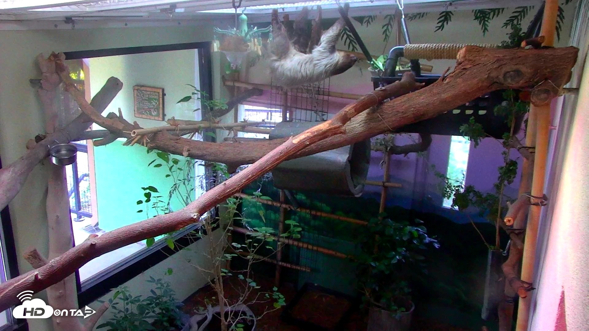Snapshot of Reid Park Zoo Sloth Live Webcam taken May 9, 2026, 5:00pm MST